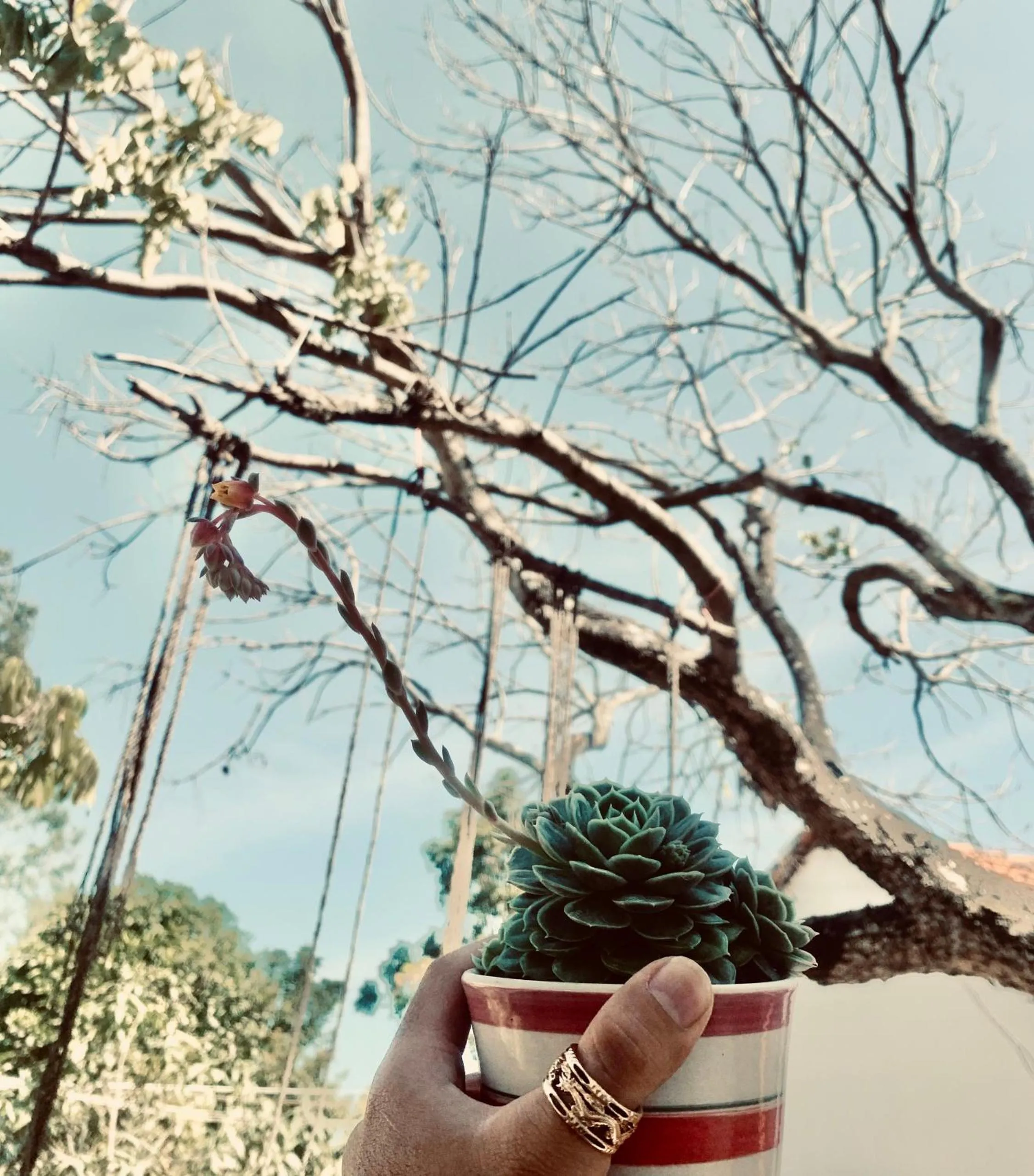 Vietnam Phuot Real Home