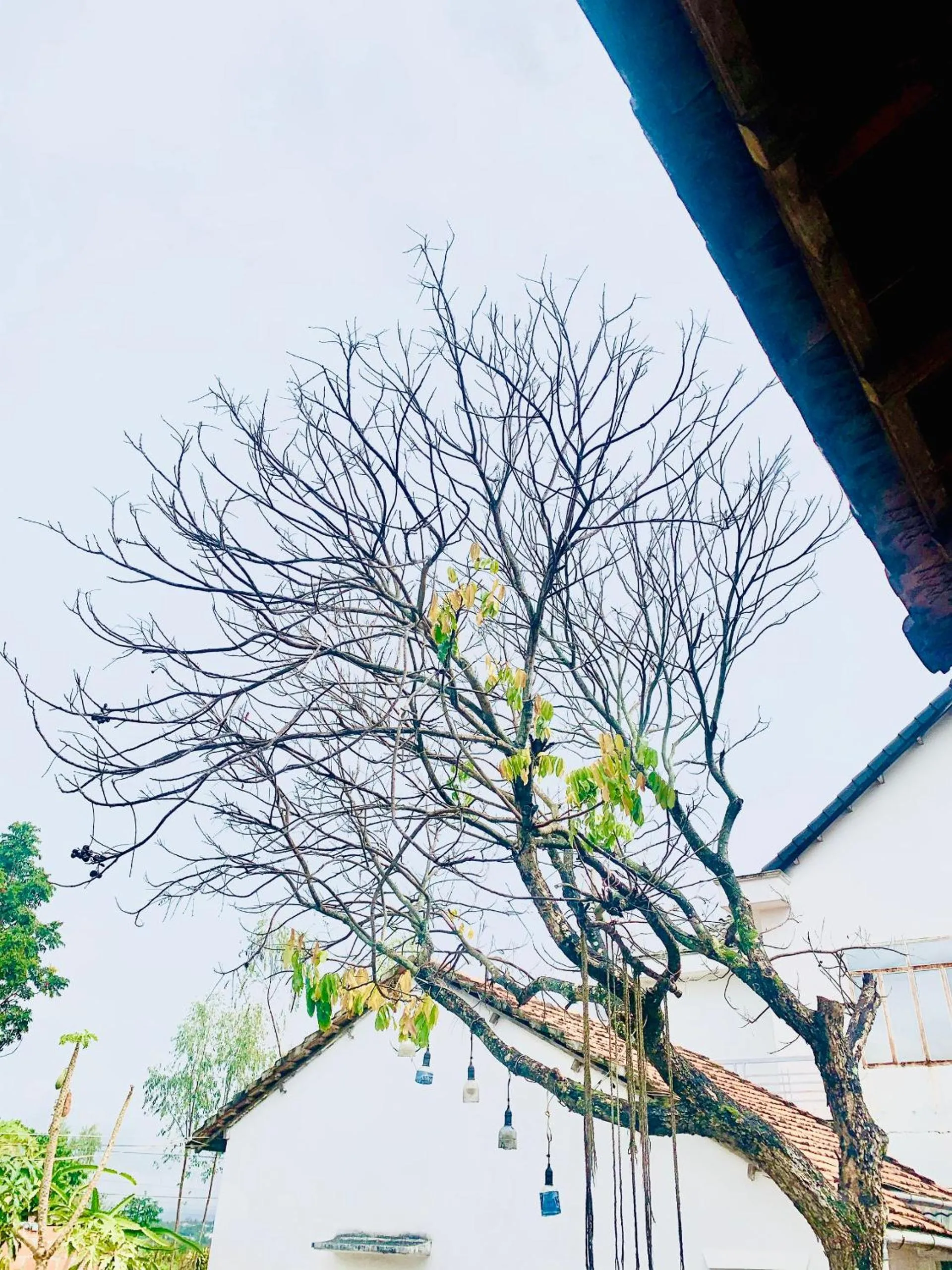 Vietnam Phuot Real Home