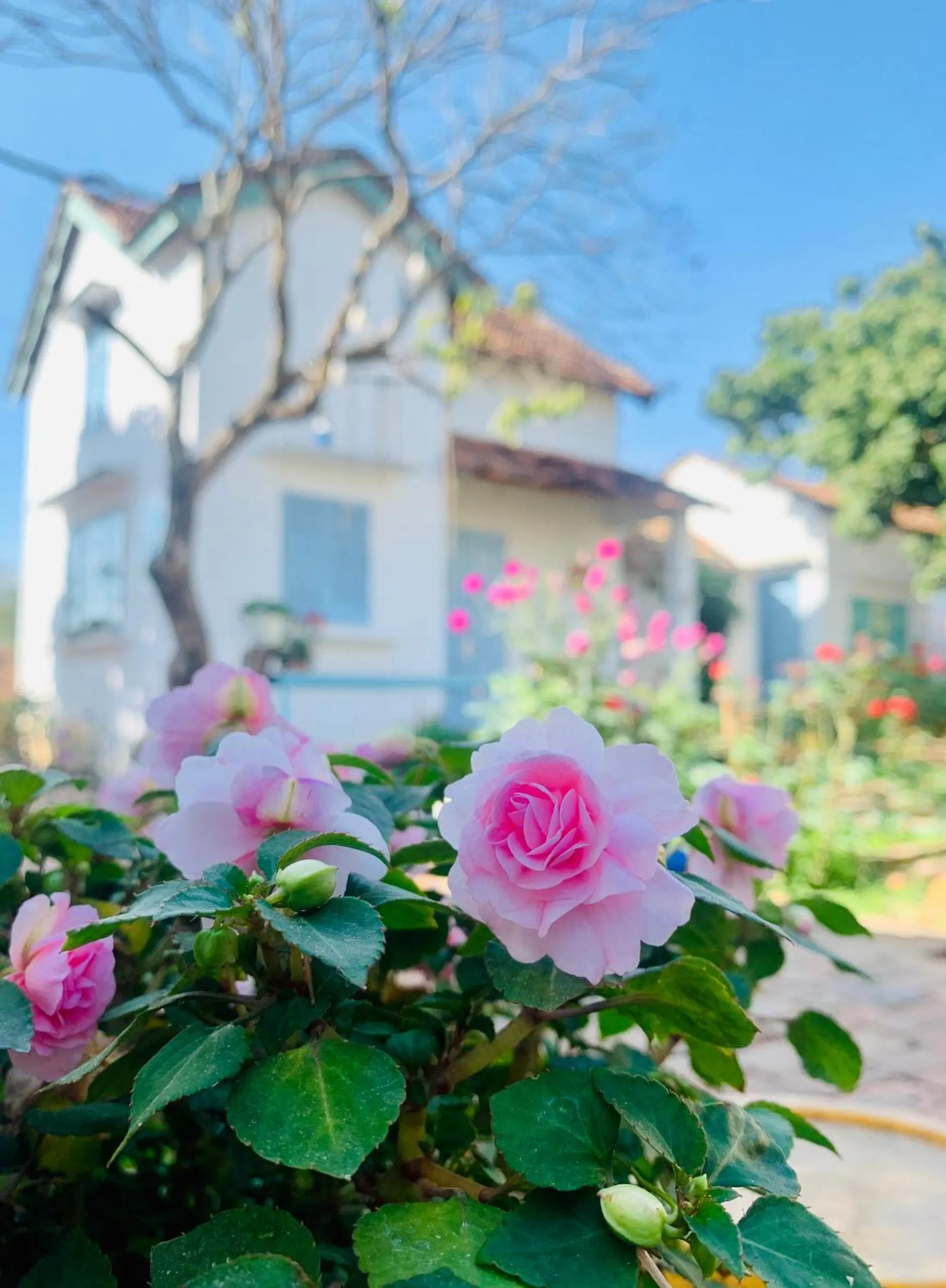 Vietnam Phuot Real Home