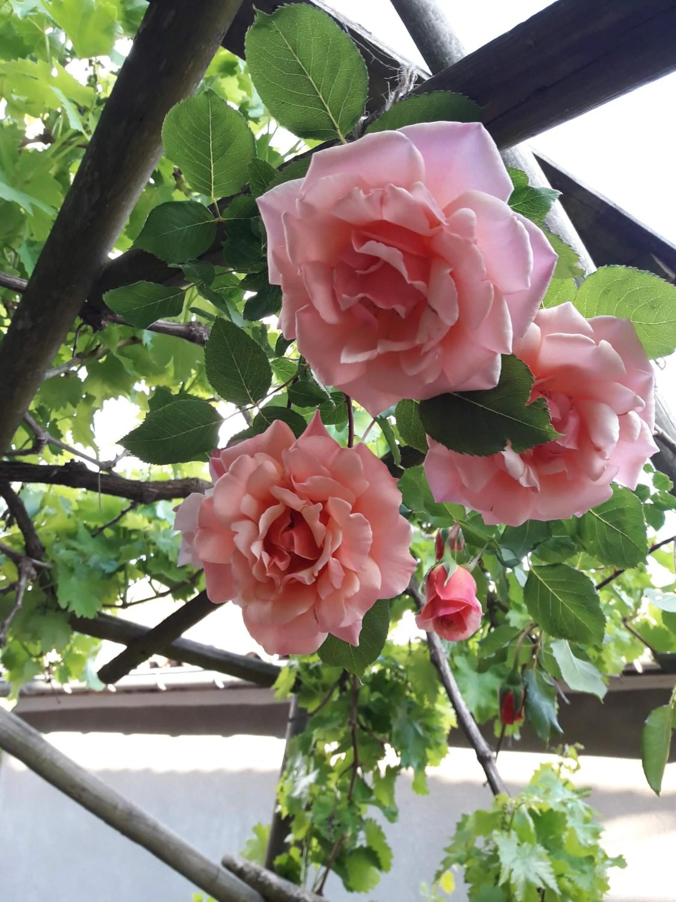 Maison Aux Lavandes B&B