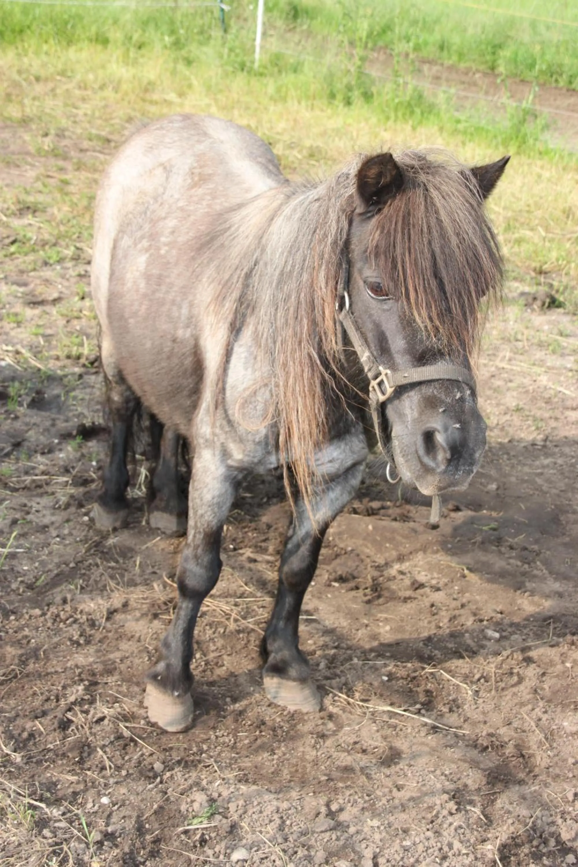 Pets in Bed and Breakfast De Volkelse Hooiberg