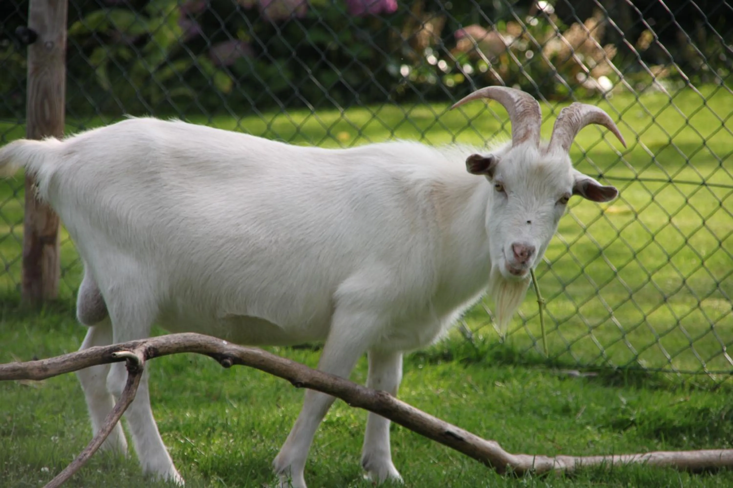 Pets in Bed and Breakfast De Volkelse Hooiberg