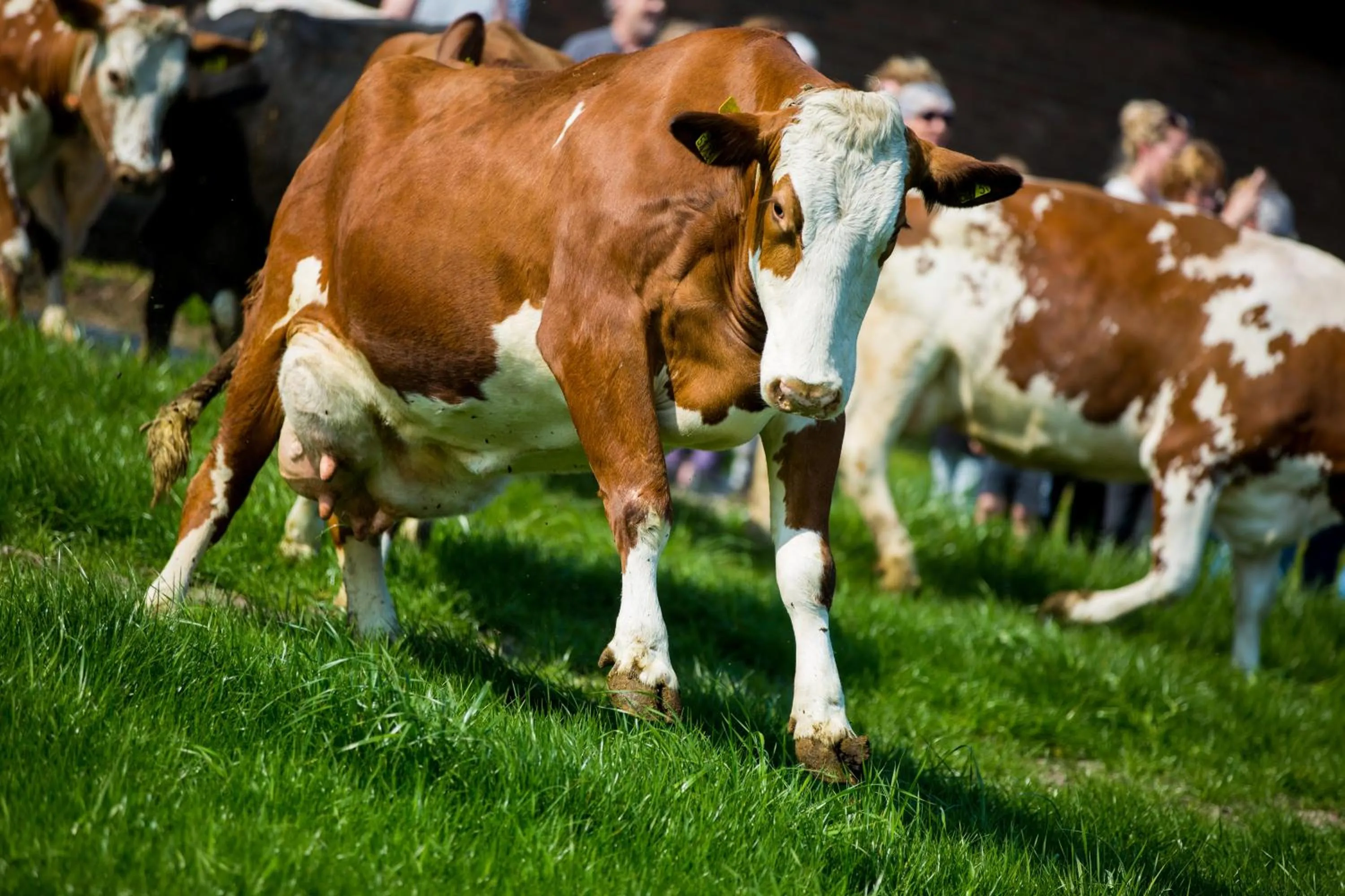 Bed and Breakfast De Volkelse Hooiberg