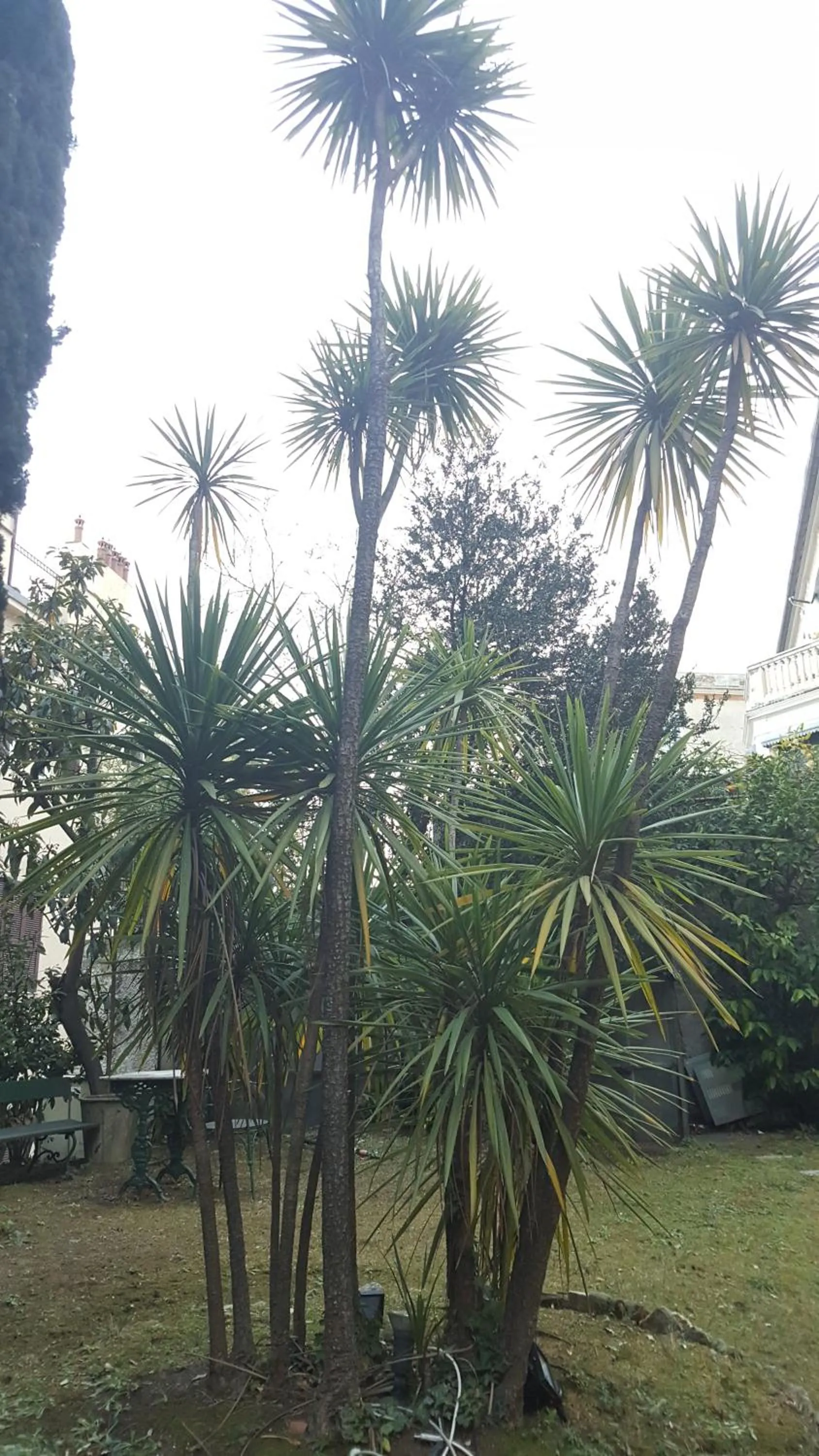 Garden view in Royal Suite