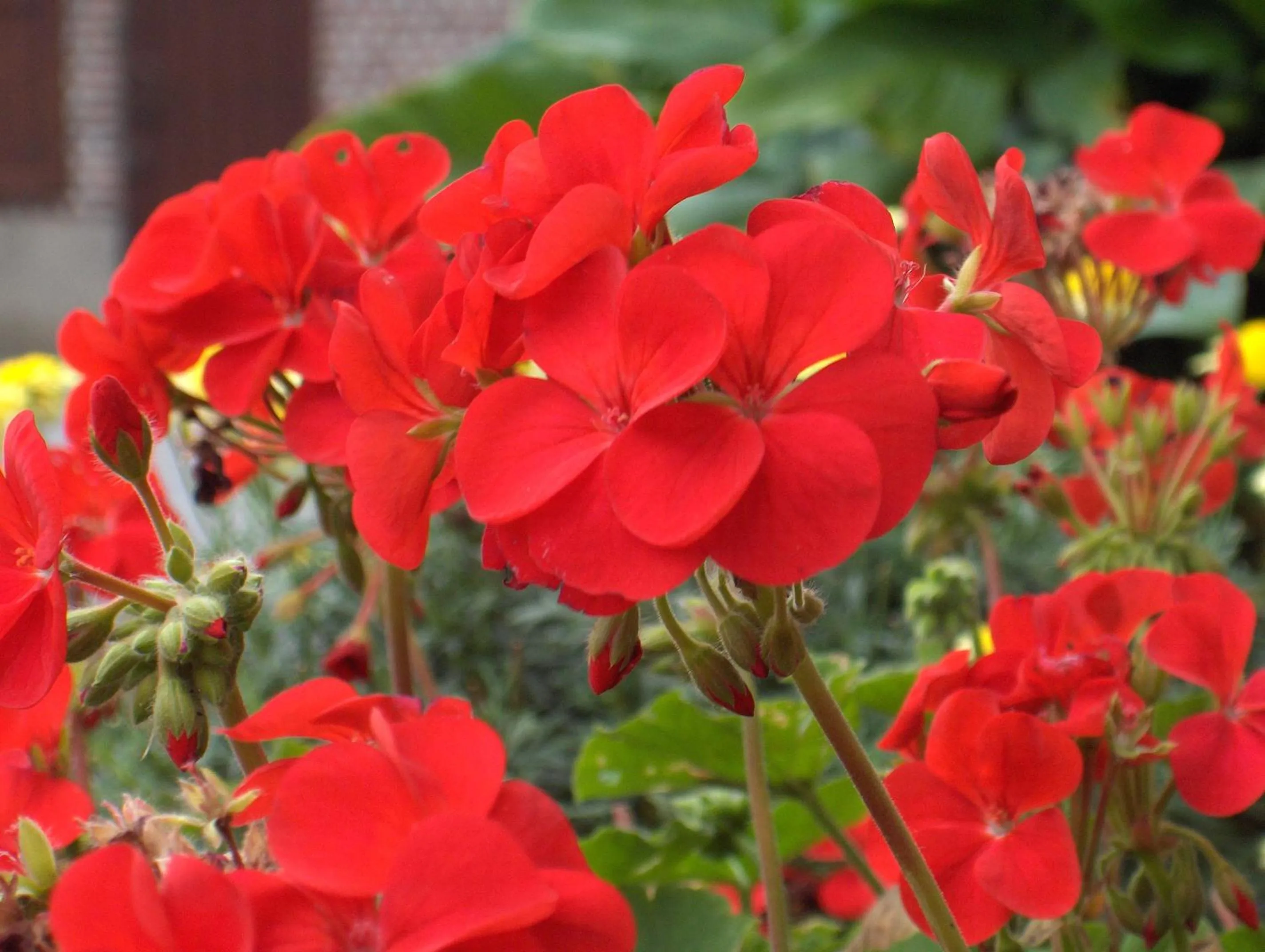 Summer in Varlet Farm