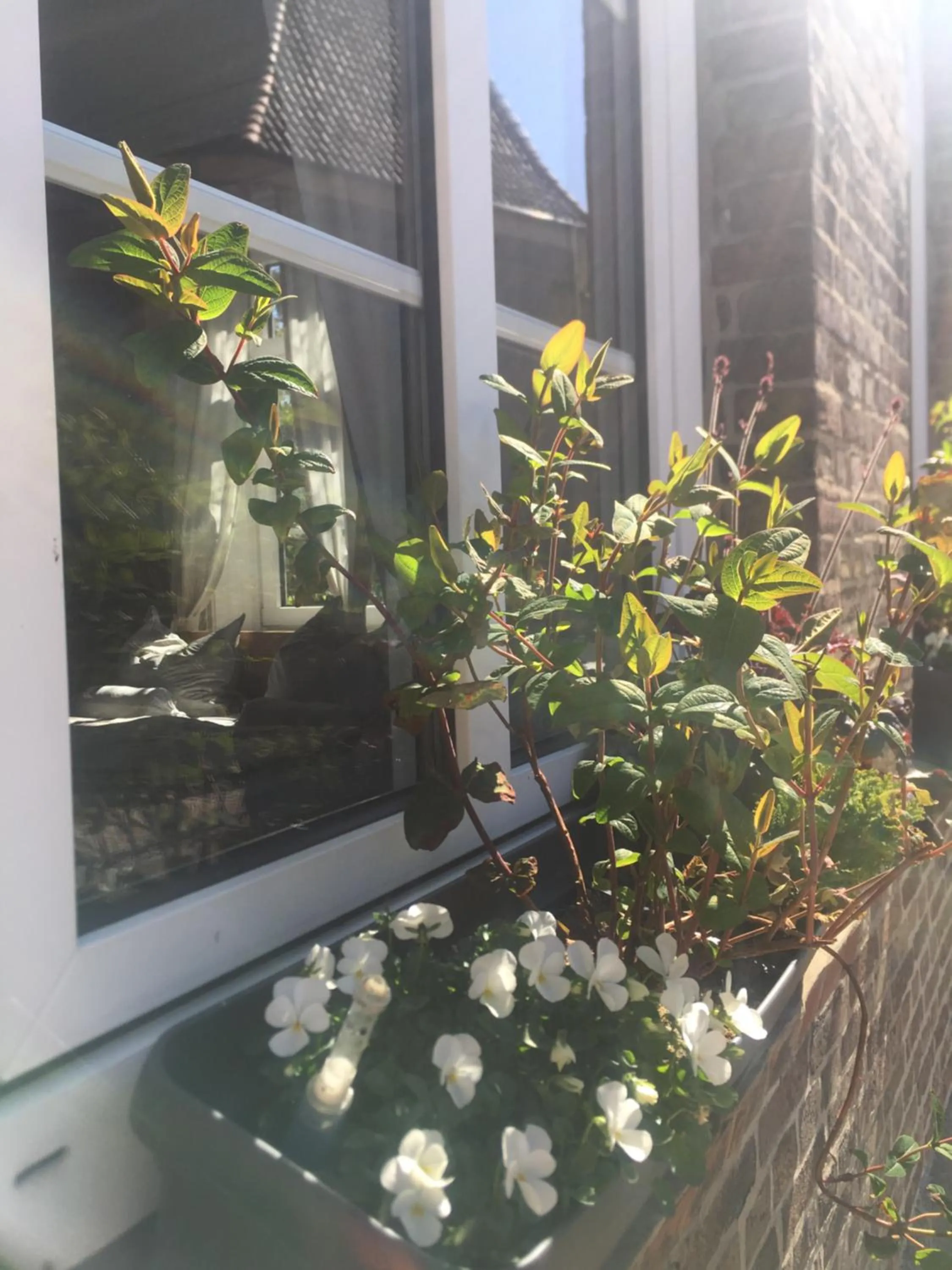 Property building in Altes Pastorat