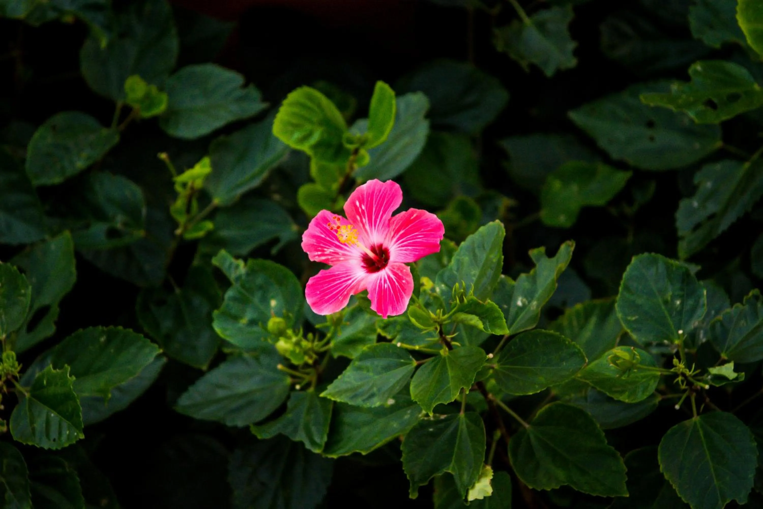 Garden view in Pousada Pedra da Gaivota