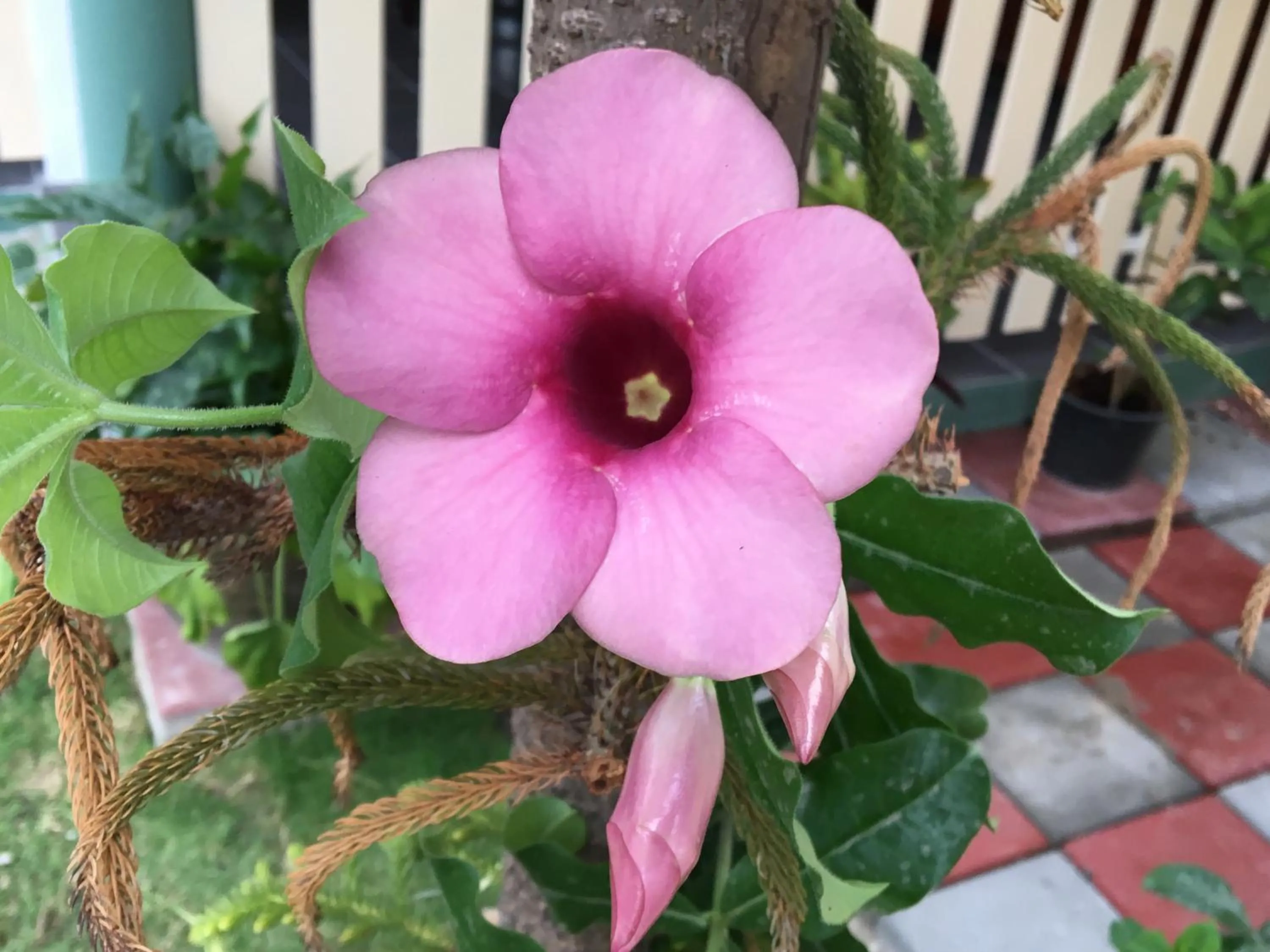 Garden in Baan Penny