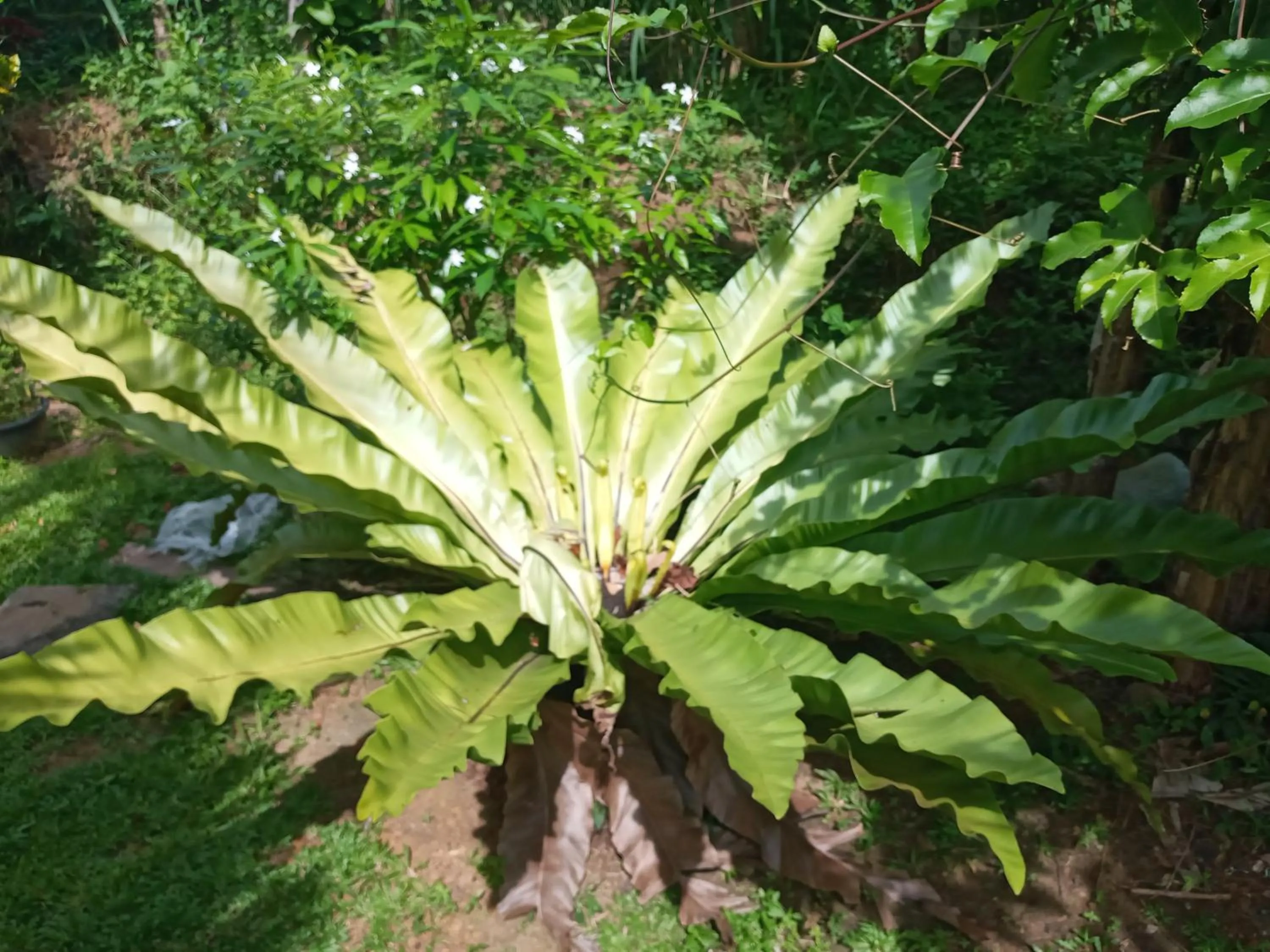 Garden view in Sunny Side Villa