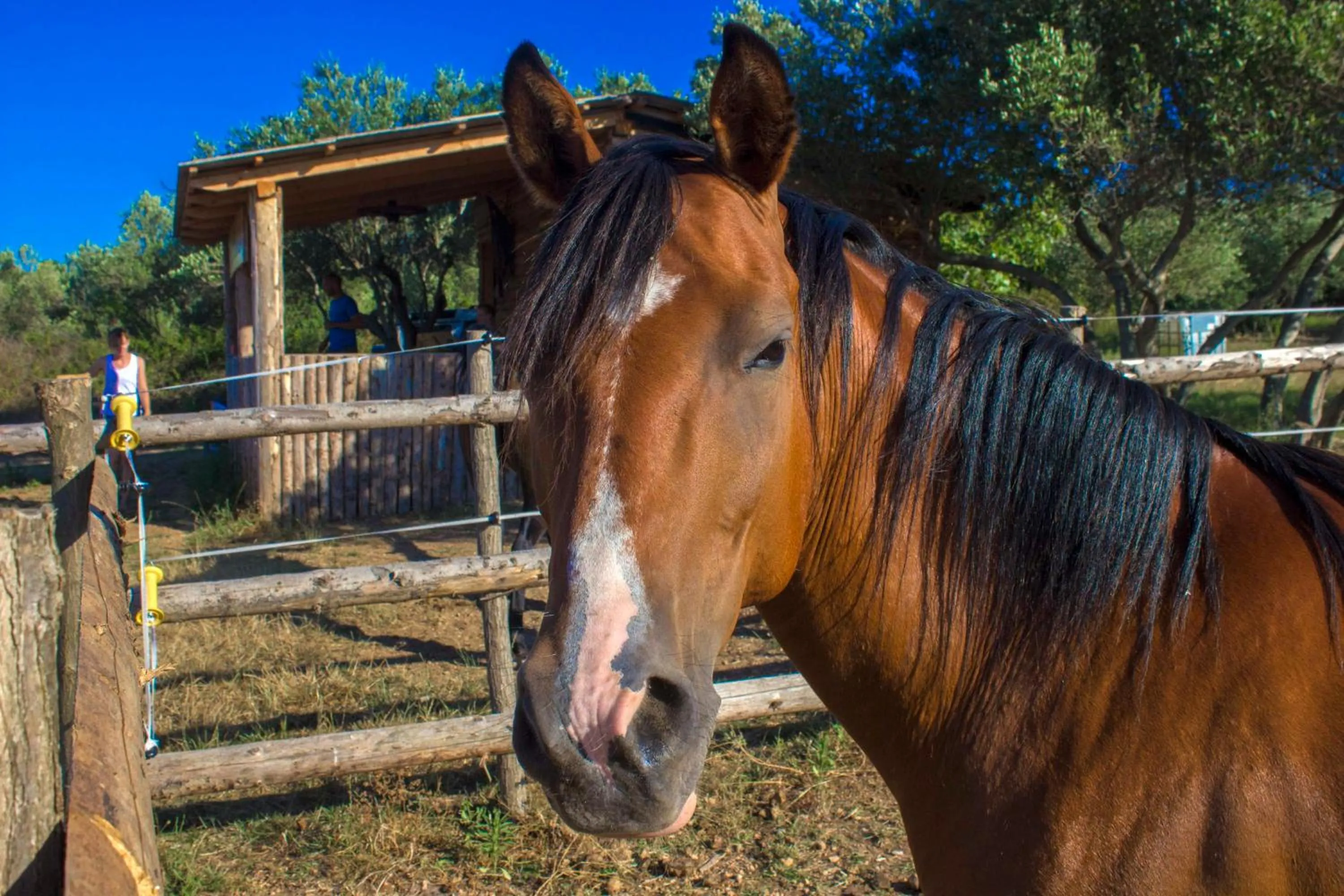 Horse-riding in Camp Rehut