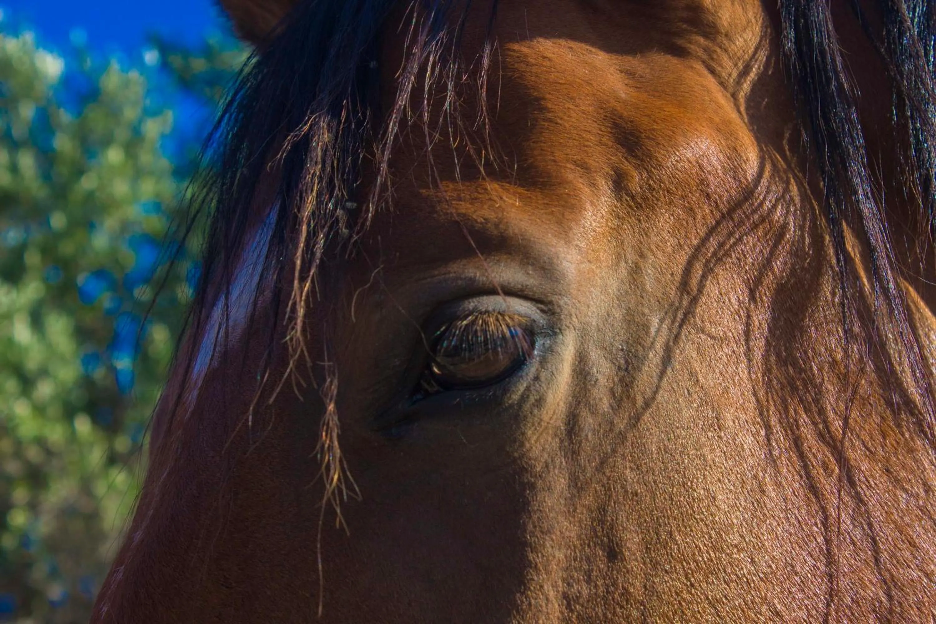 Horse-riding in Camp Rehut