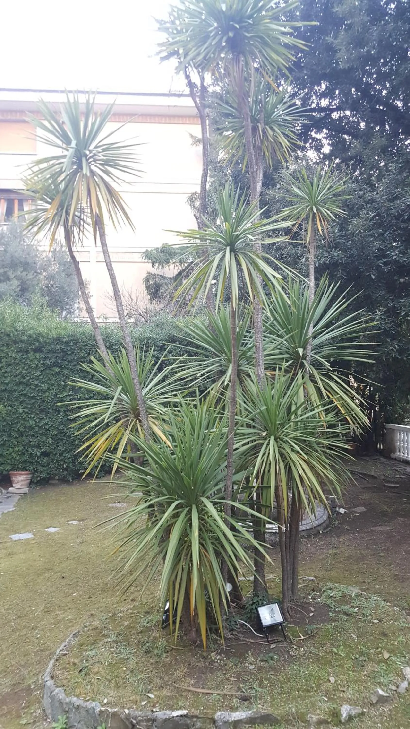 Garden view in Garden Suite