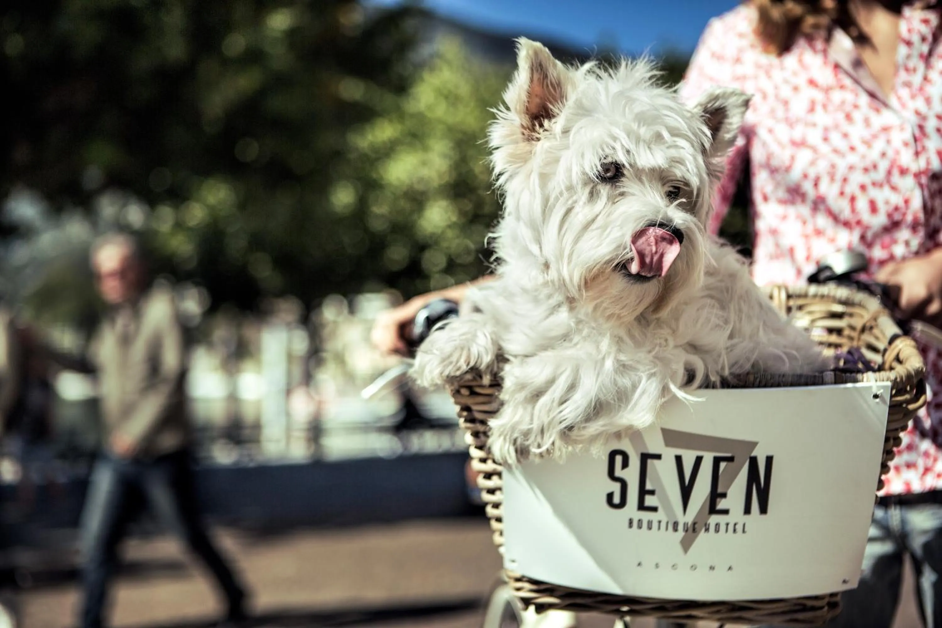 Animals in Seven Boutique Hotel