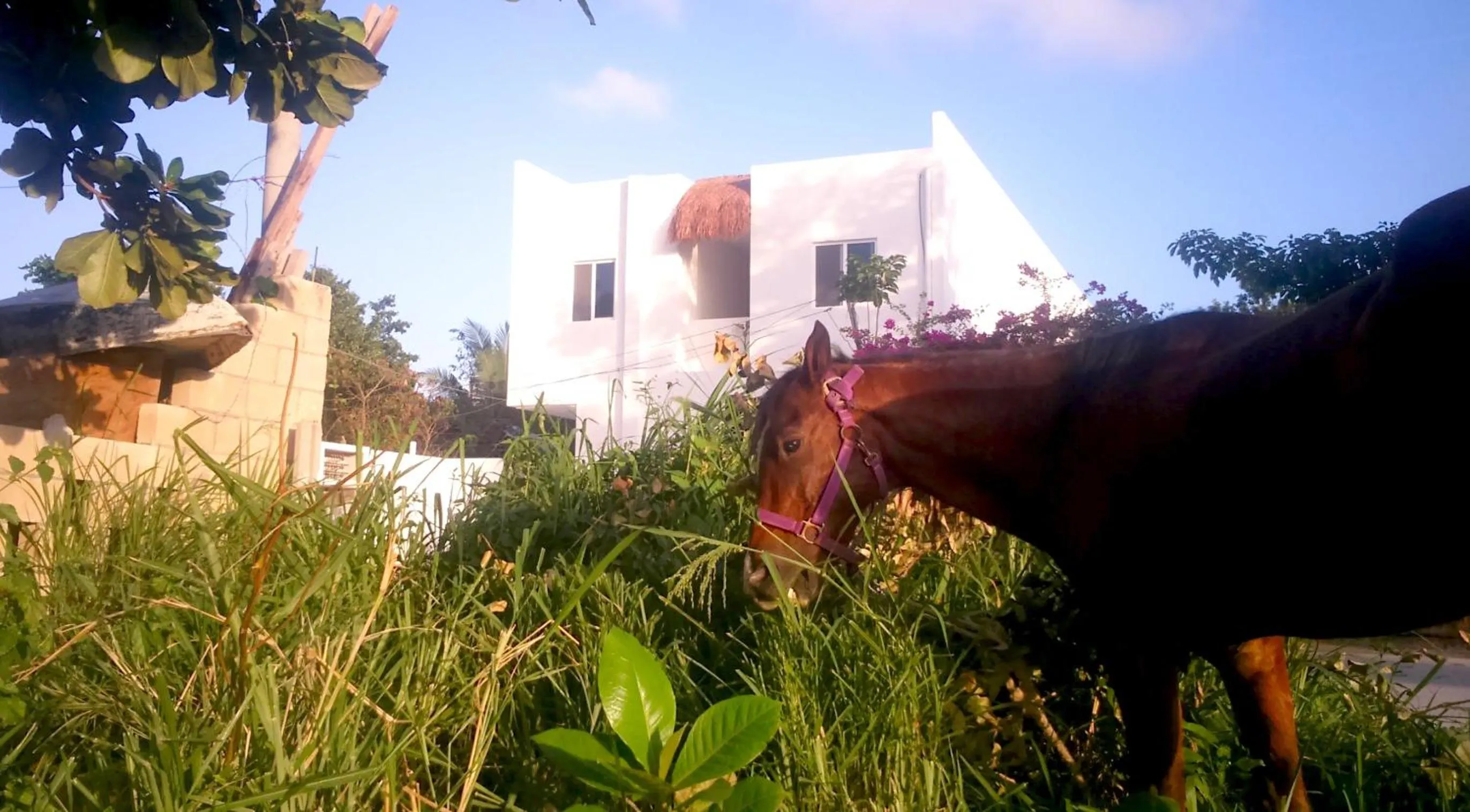 Facade/entrance in Hostel Humanity - Puerto Morelos