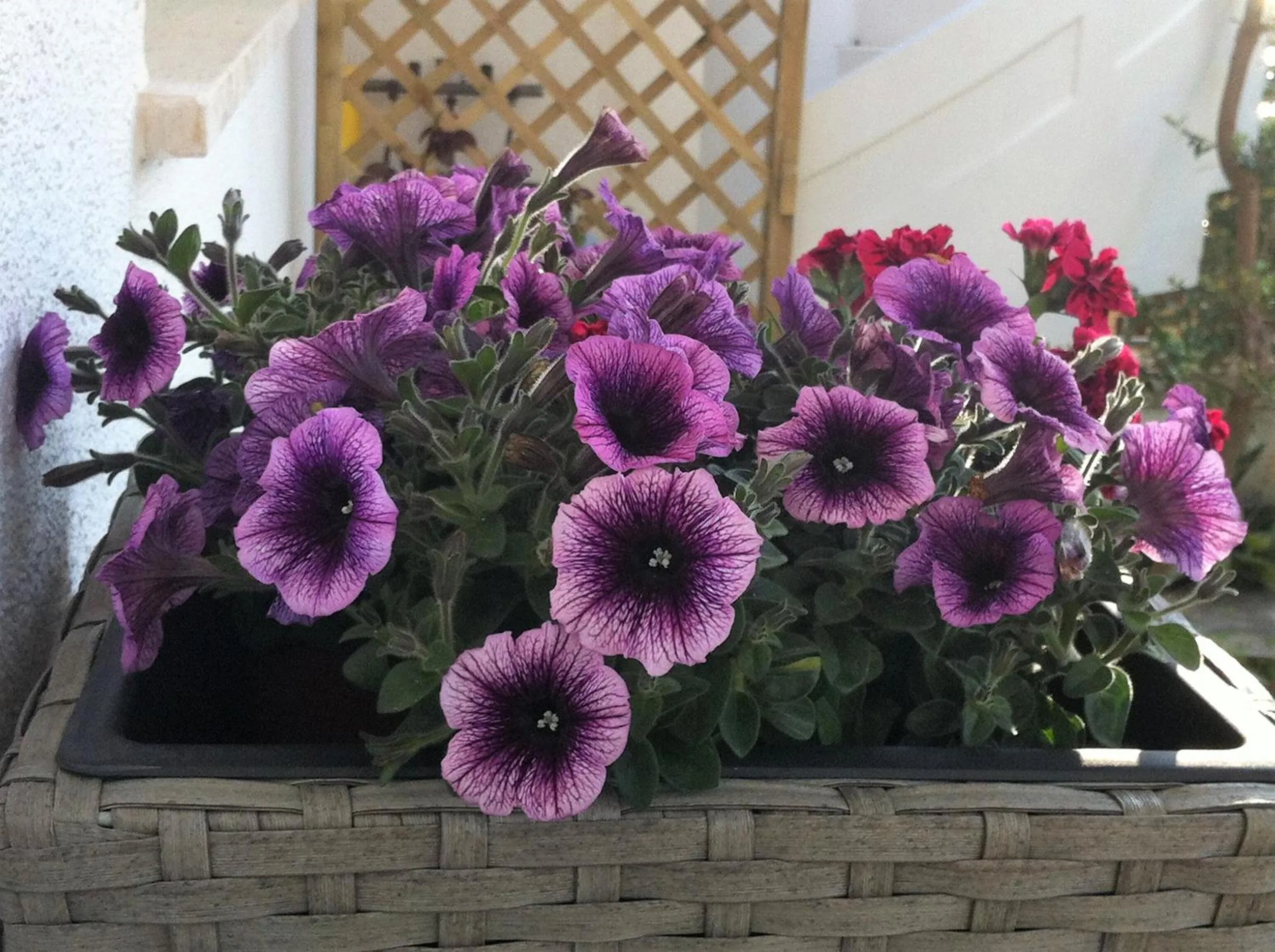 Balcony/Terrace in B&B ViaDelMare