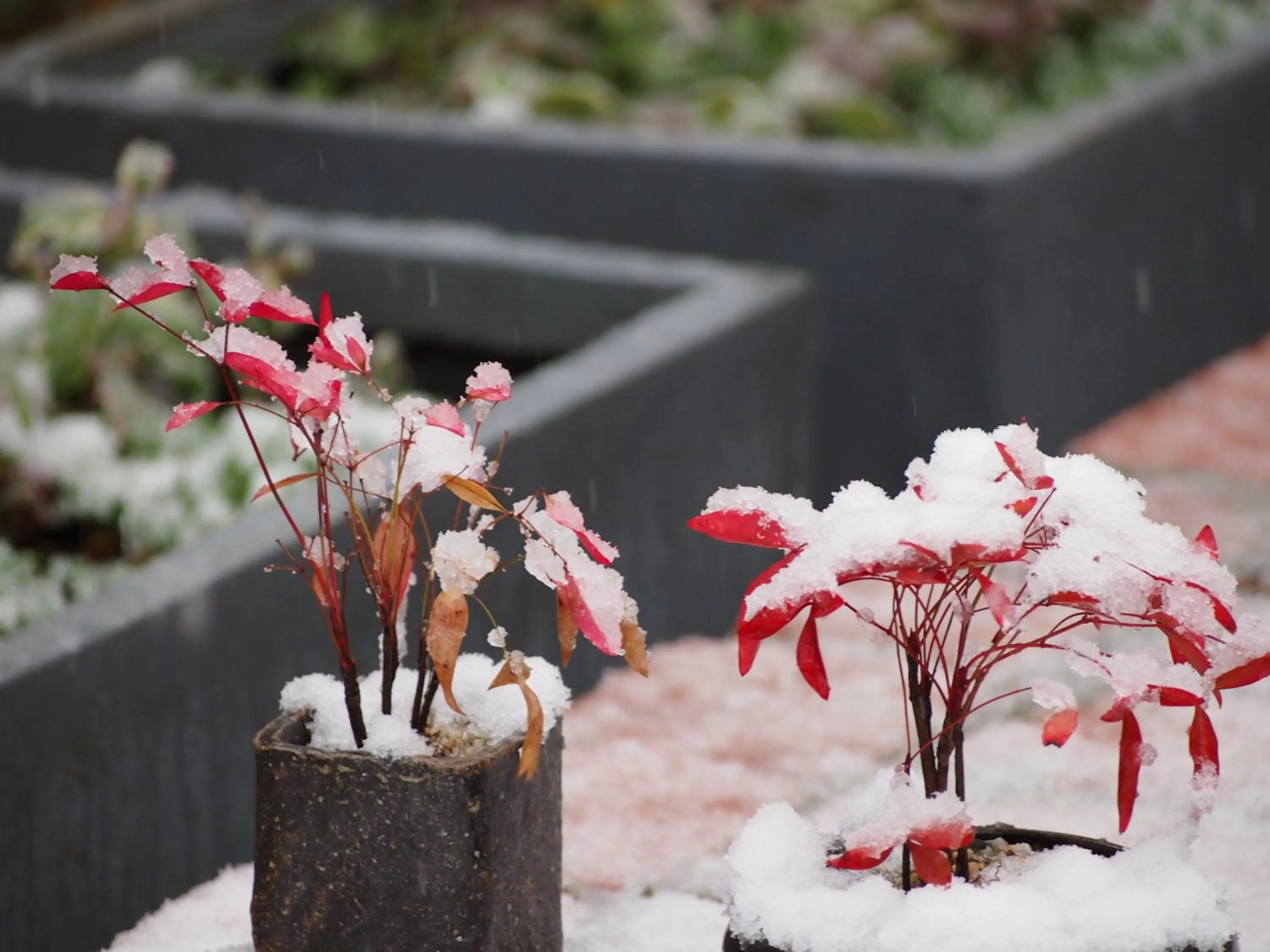 Day in Ubusuna no Sato TOMIMOTO