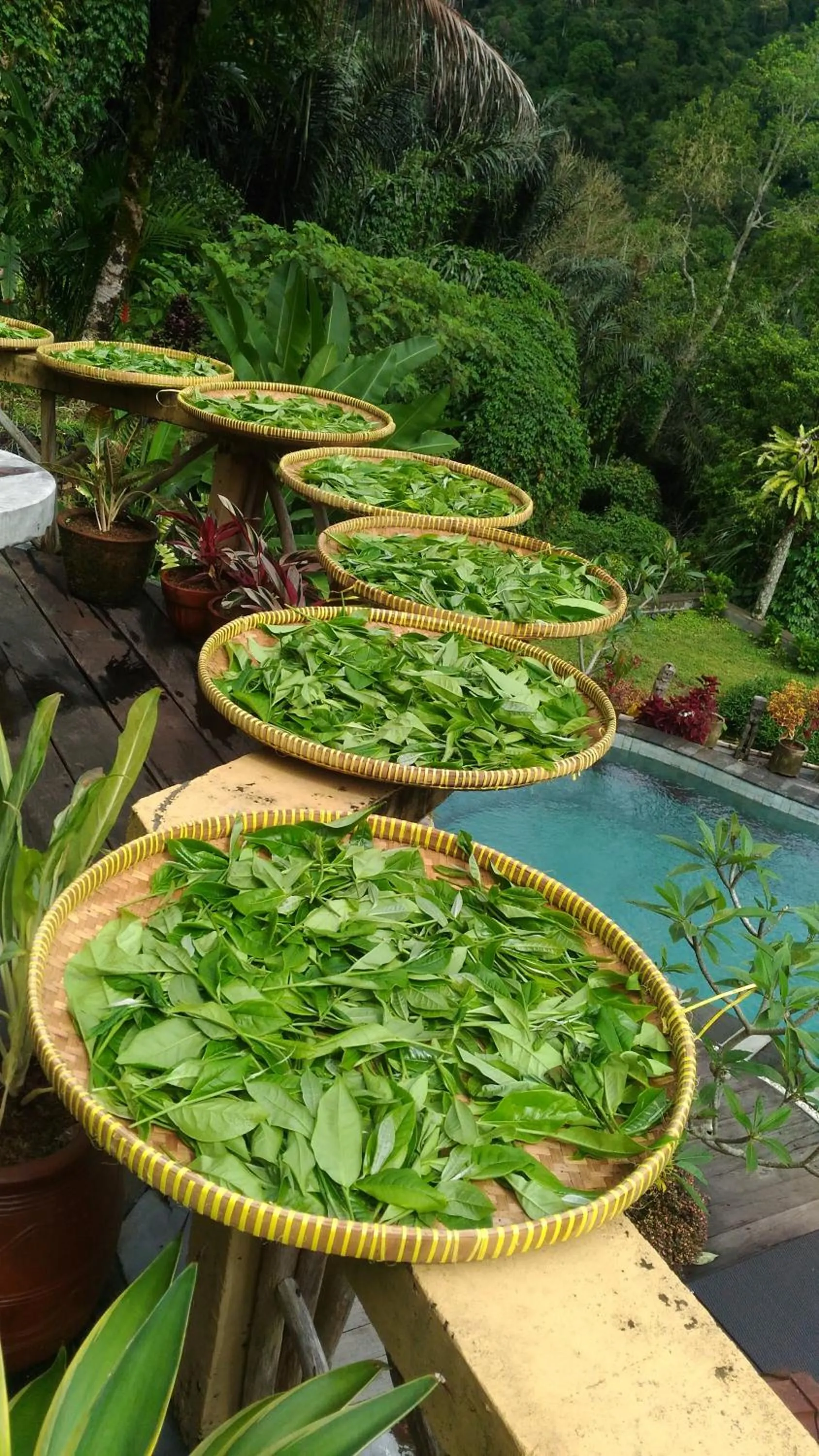 DWan Tea Mountain Side