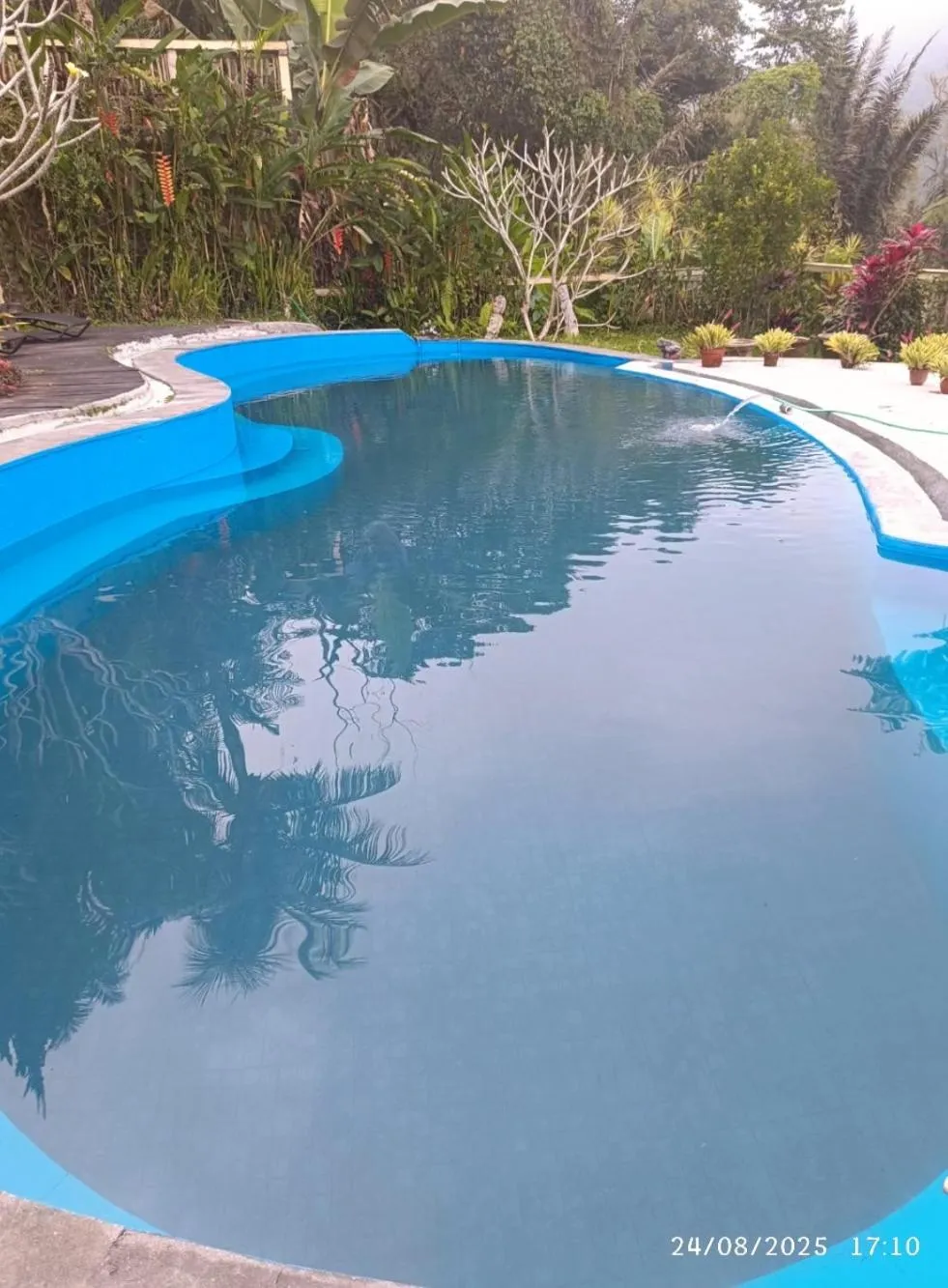 DWan Tea Mountain Side