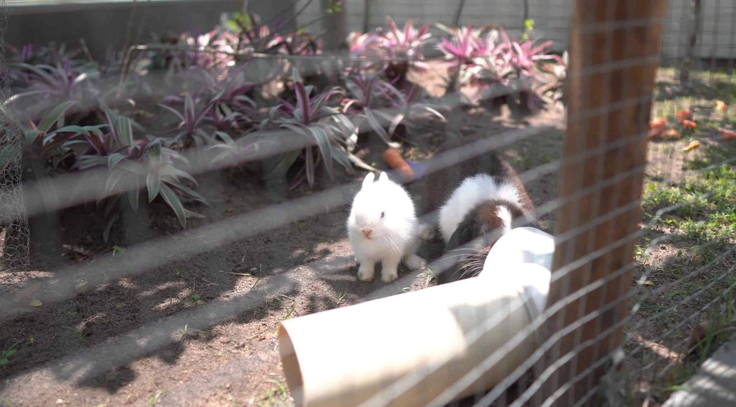 Garden in Altiplano Hotel