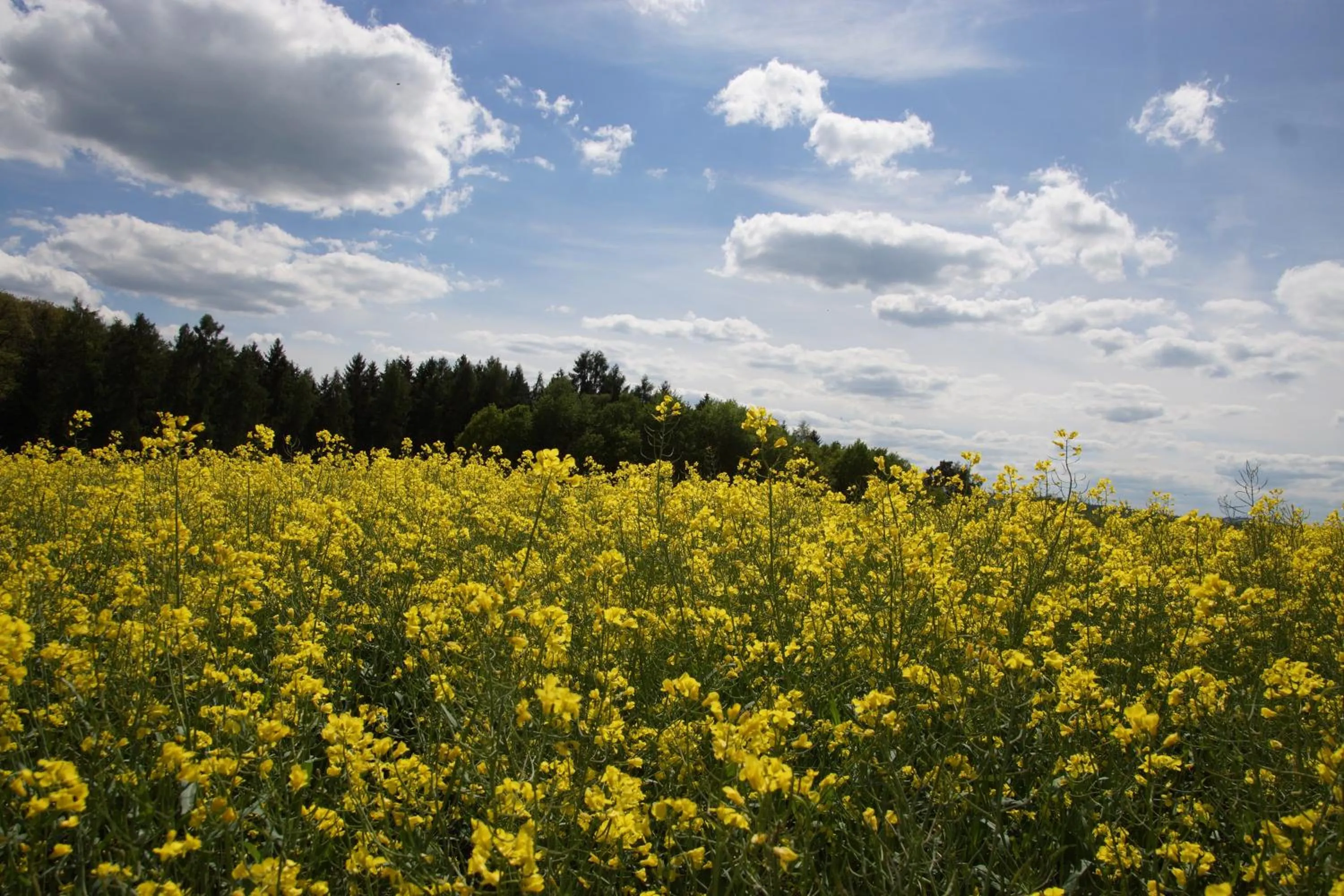Natural landscape in Gästehaus Köhler