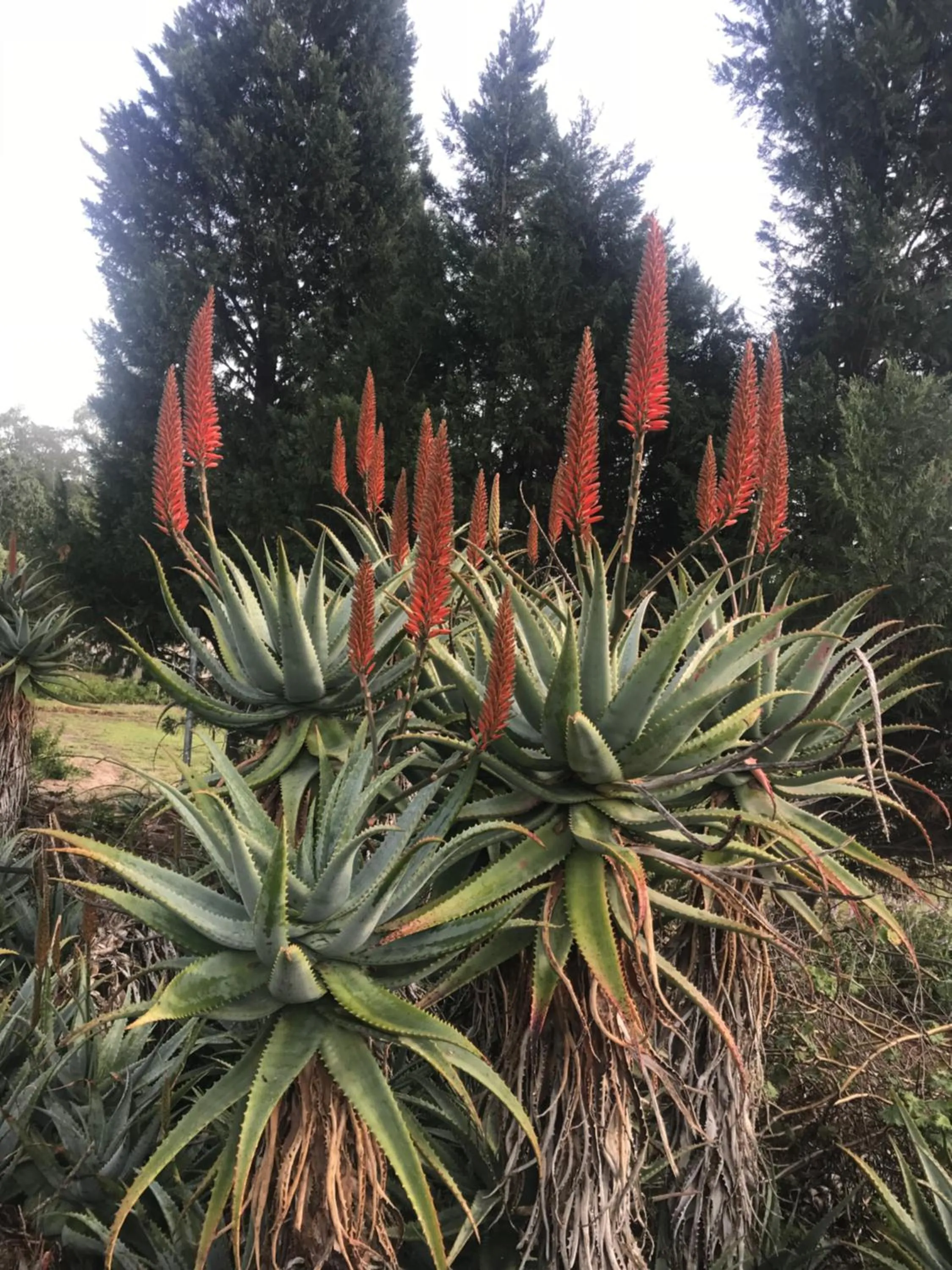 Garden in Lauradale Accommodation