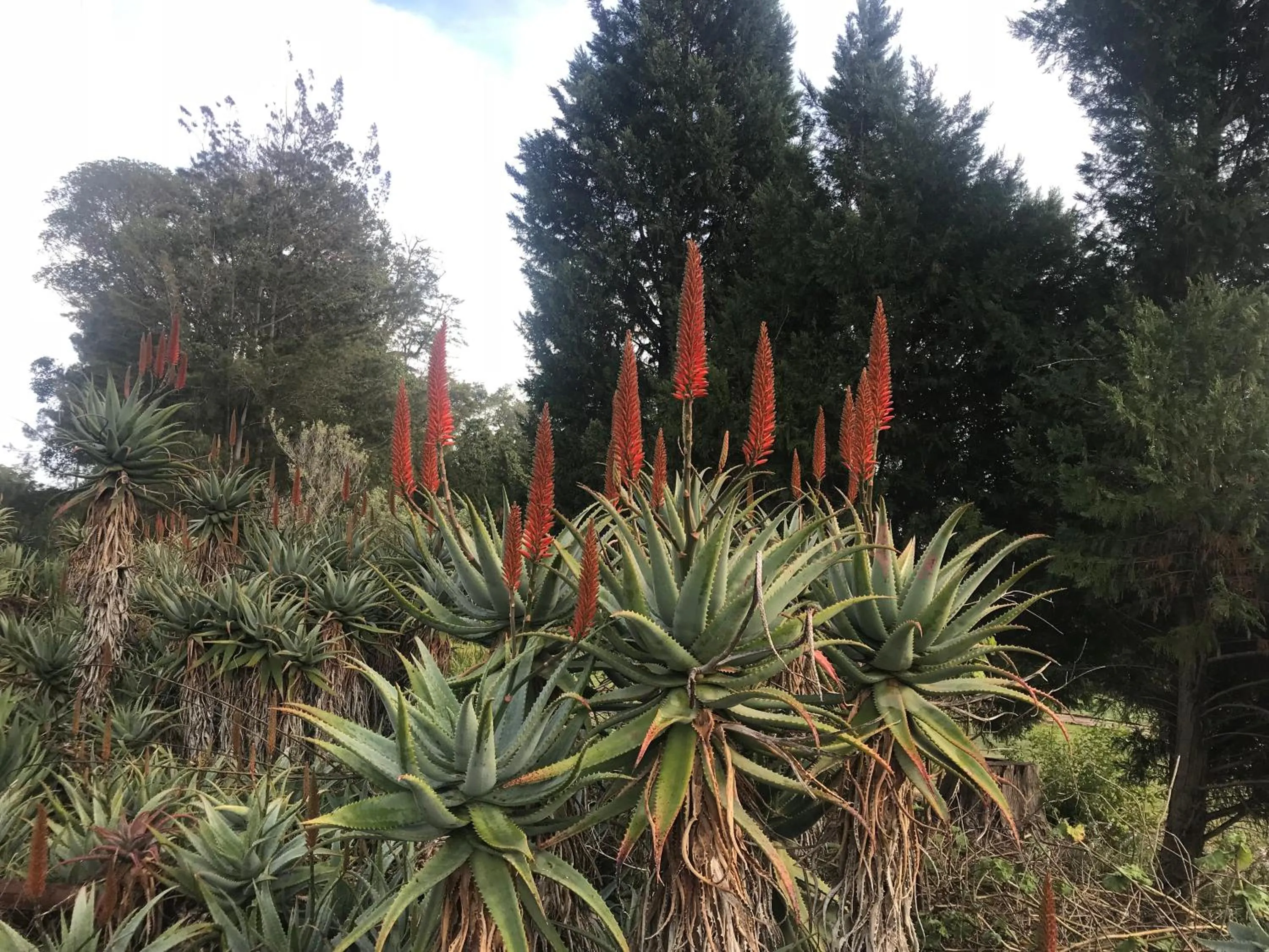 Garden in Lauradale Accommodation