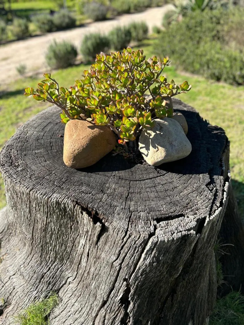 Garden in Lauradale Accommodation