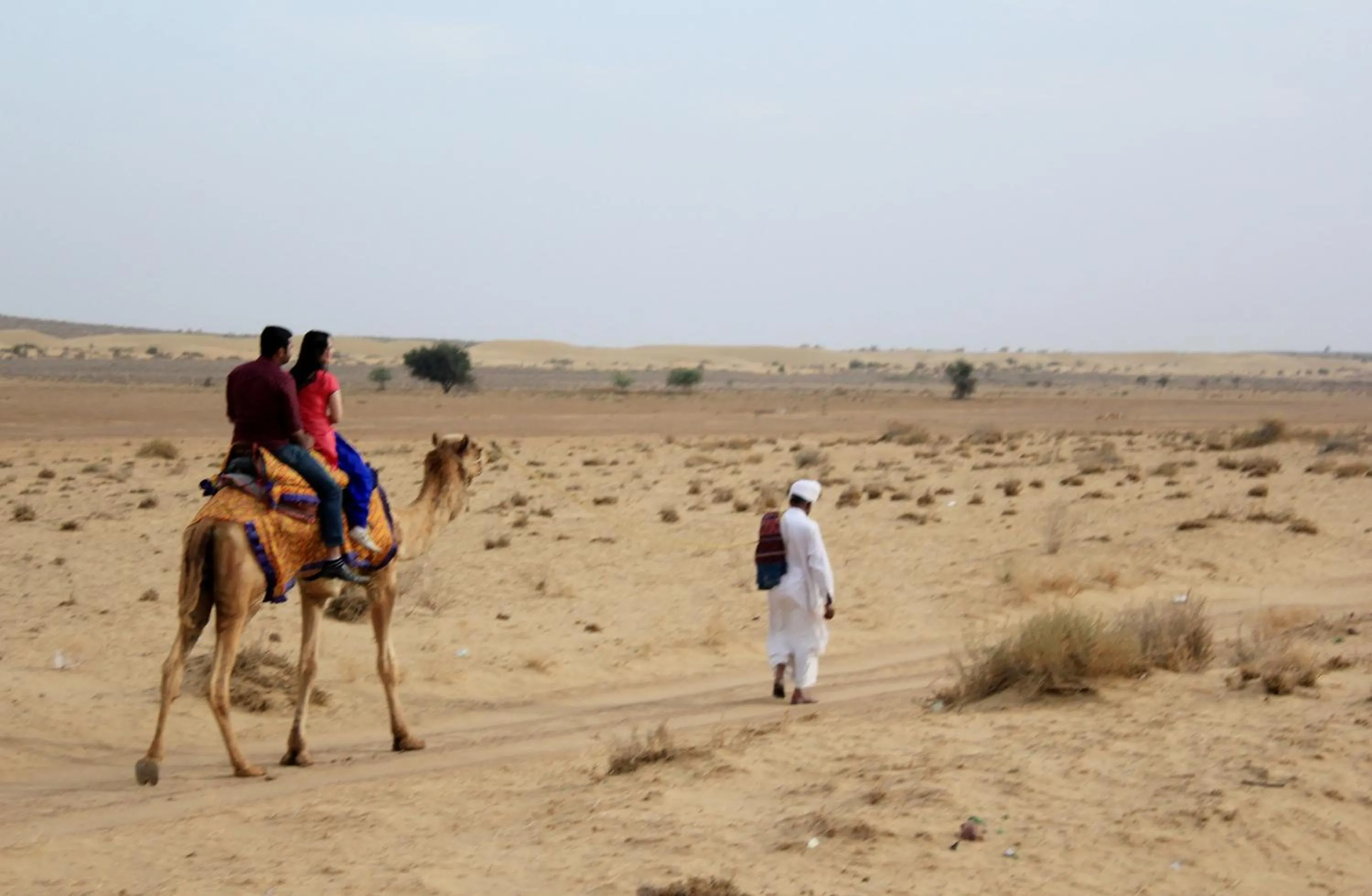 Animals in Tripli Hotels Prithvi Palace