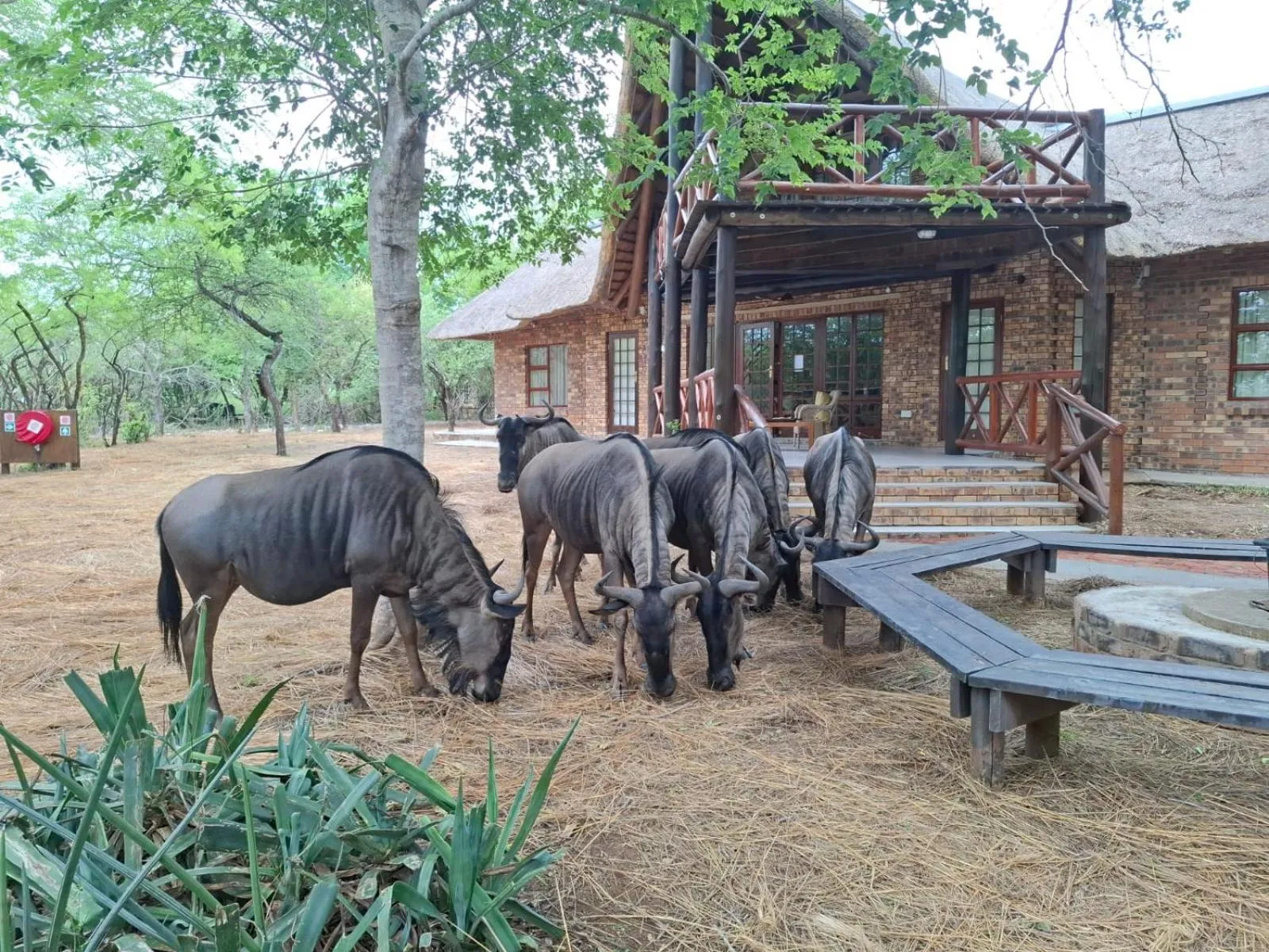 Kruger Riverside Lodge - No Load-shedding