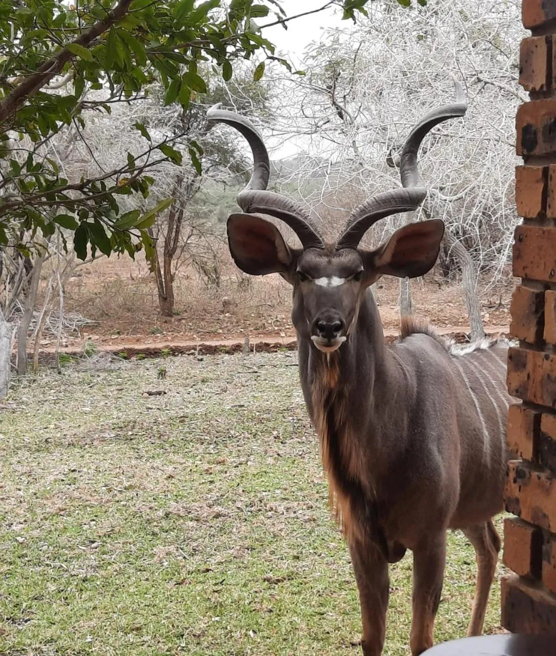 Animals in Kruger Riverside Lodge - No Load-shedding