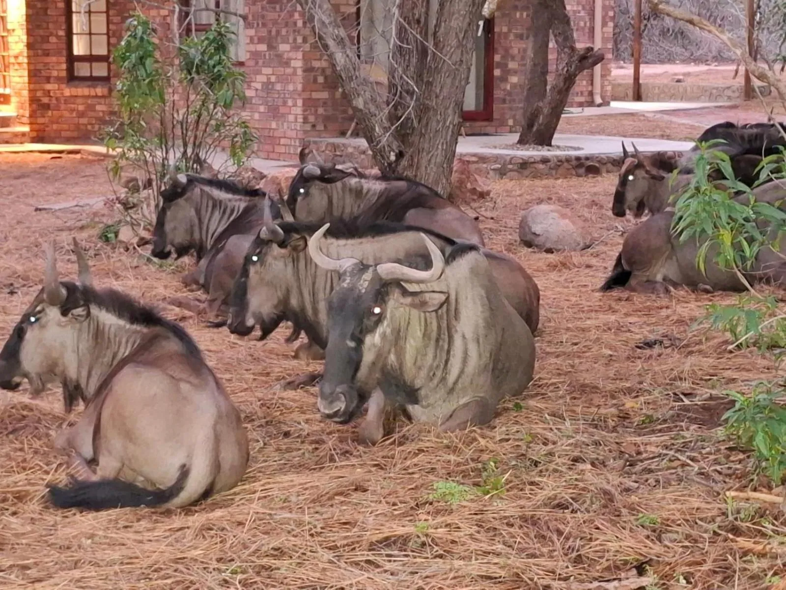 Kruger Riverside Lodge - No Load-shedding