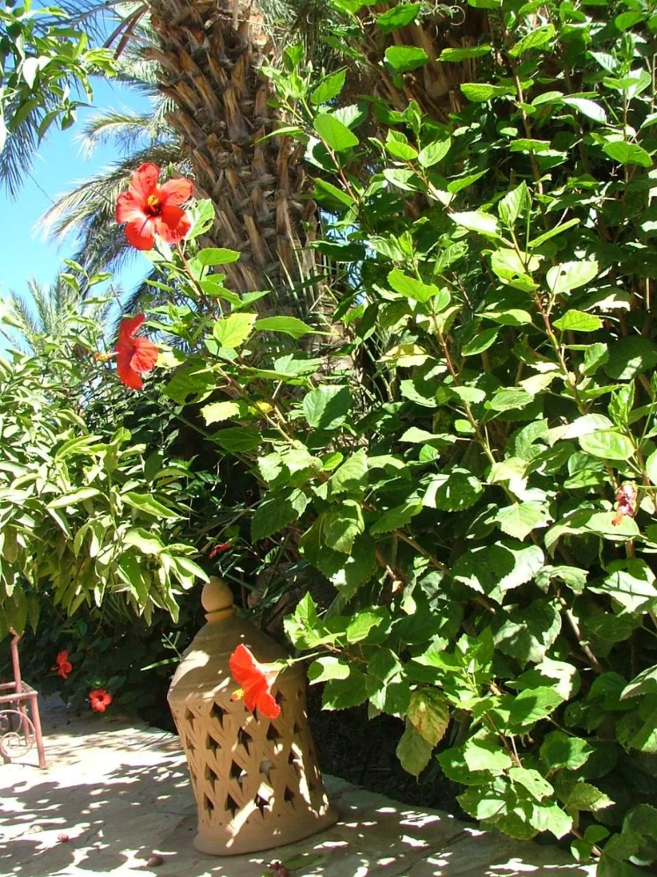 Garden in Maison d'Hôtes Kasbah Azul