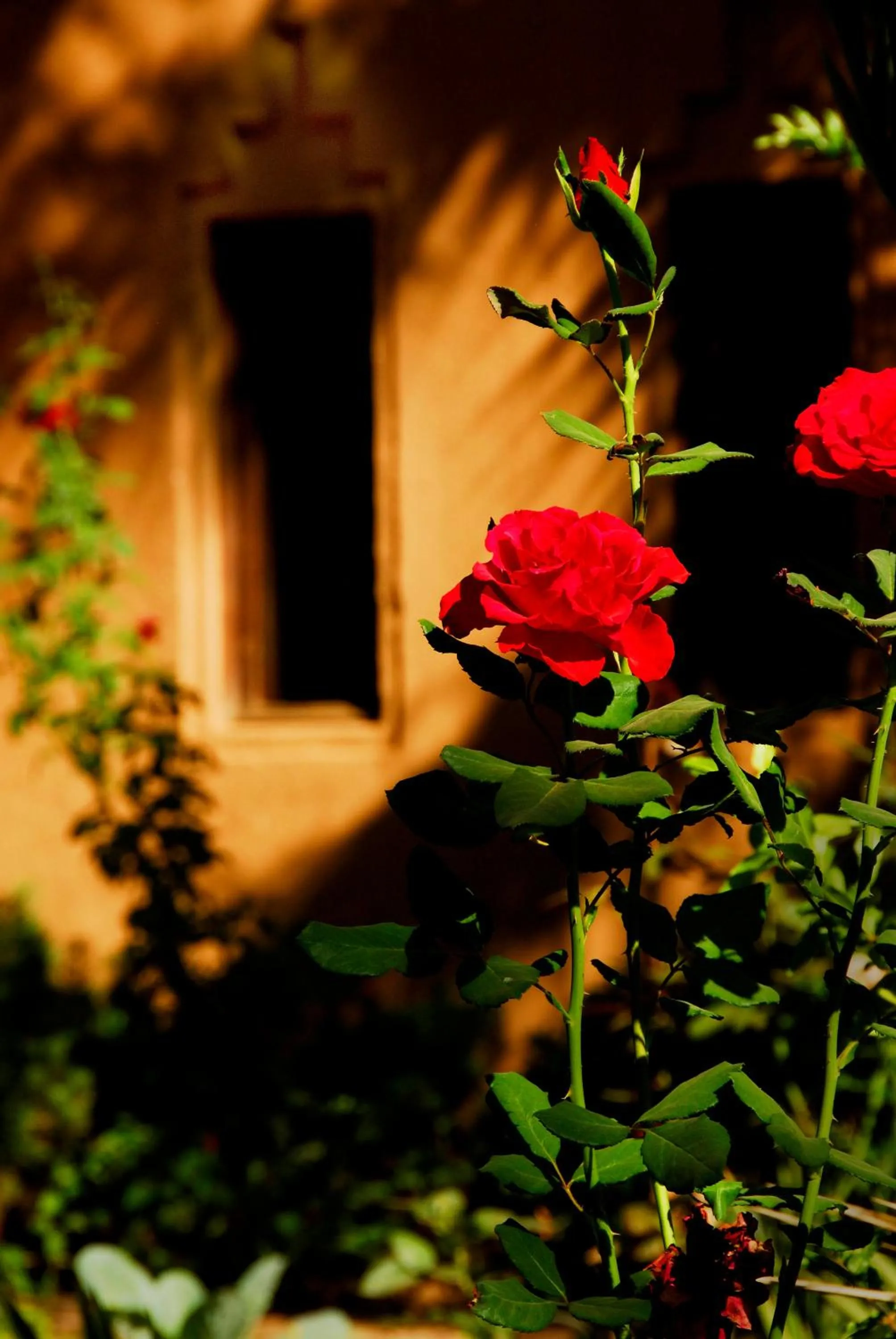 Garden in Maison d'Hôtes Kasbah Azul