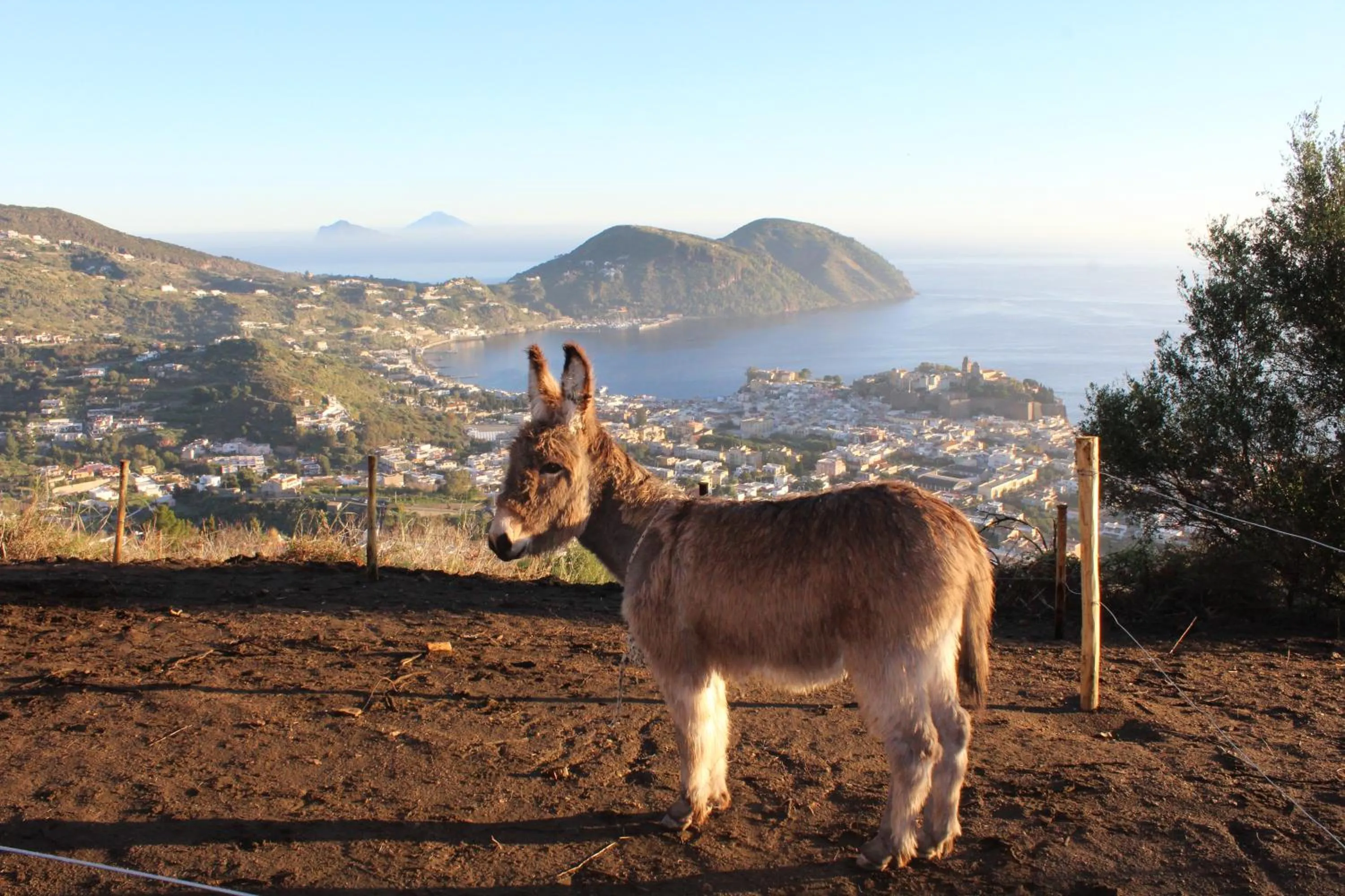 Pets in al numero zero