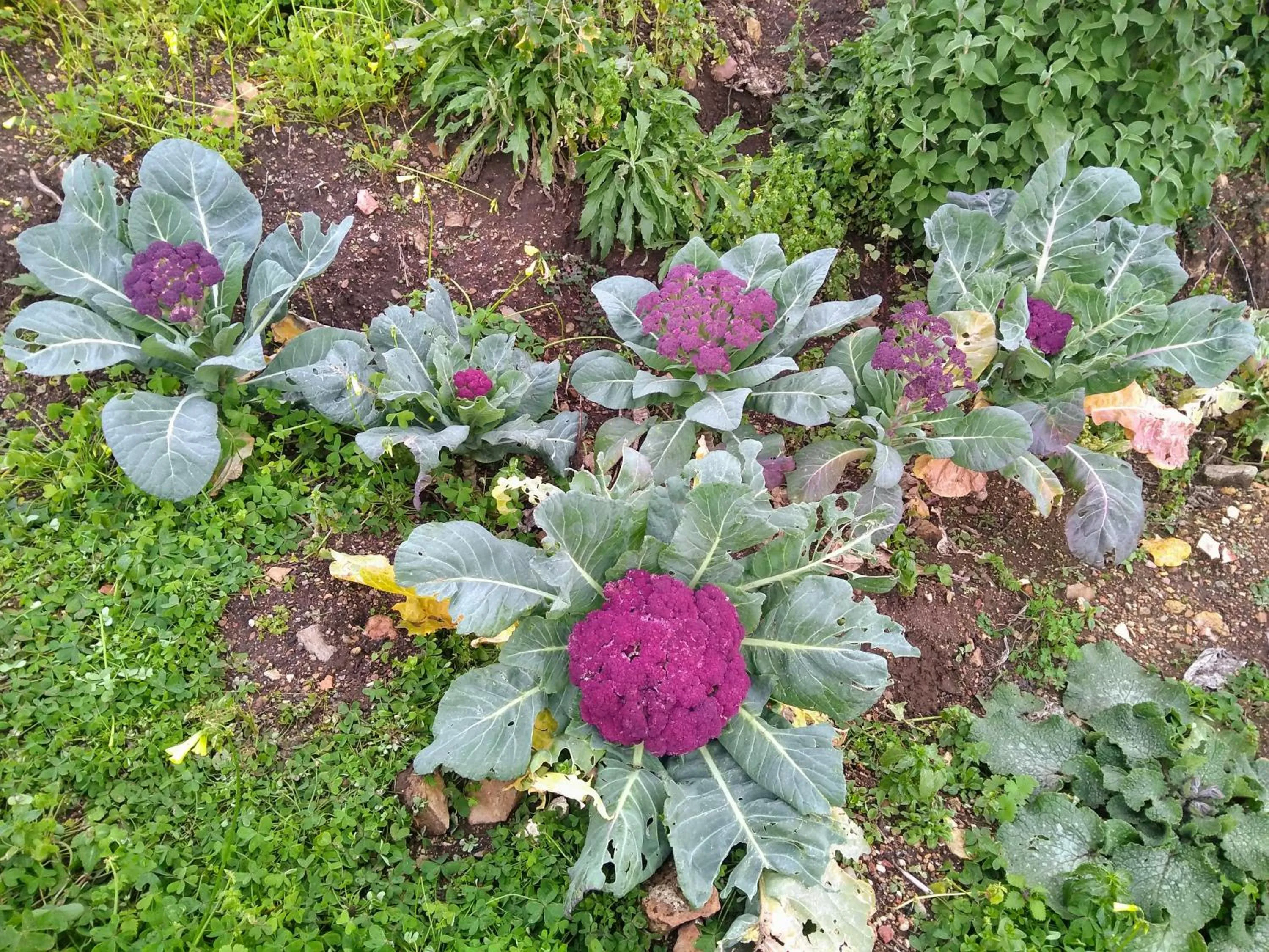 Food close-up in al numero zero