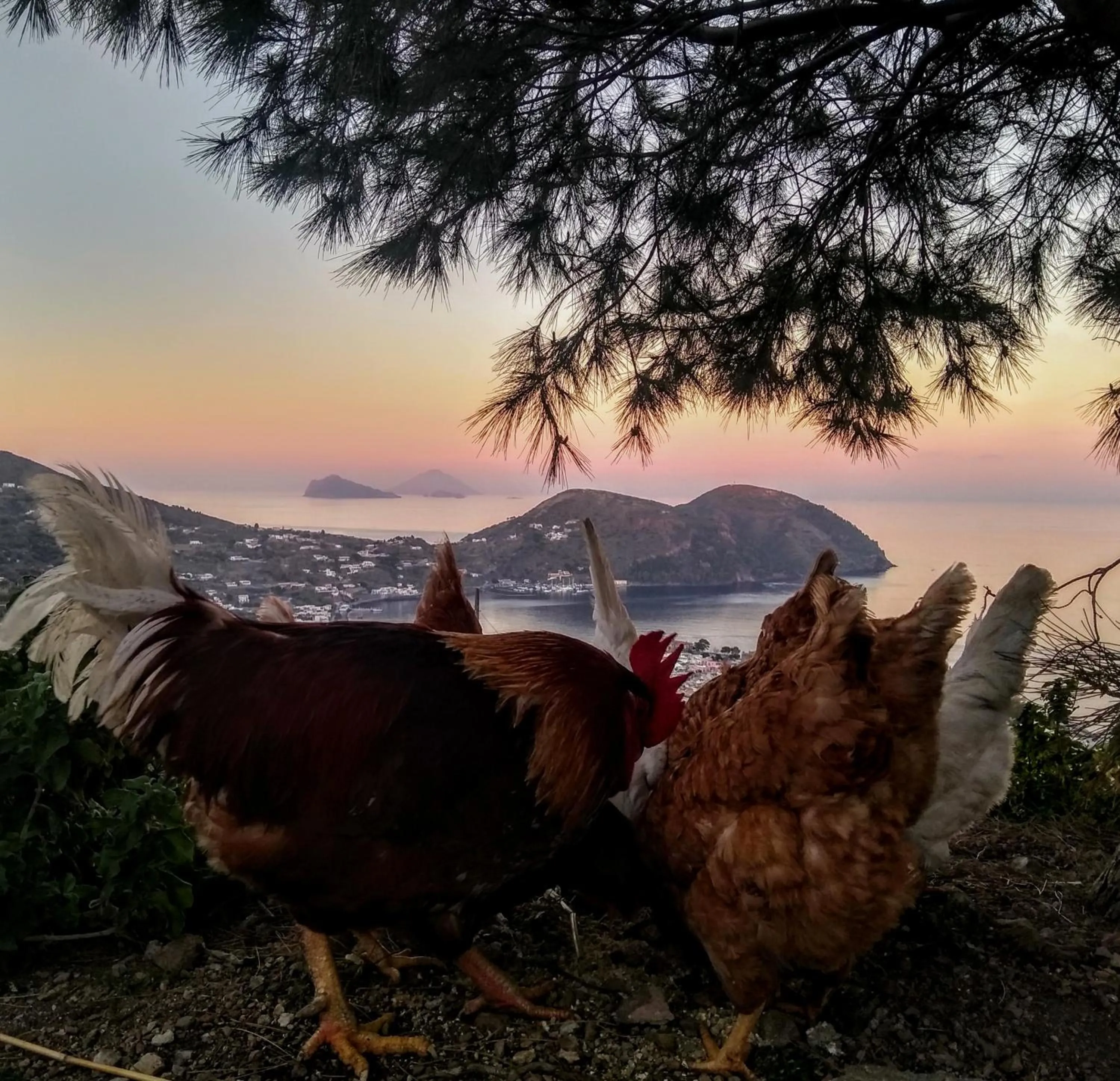 Pets in al numero zero