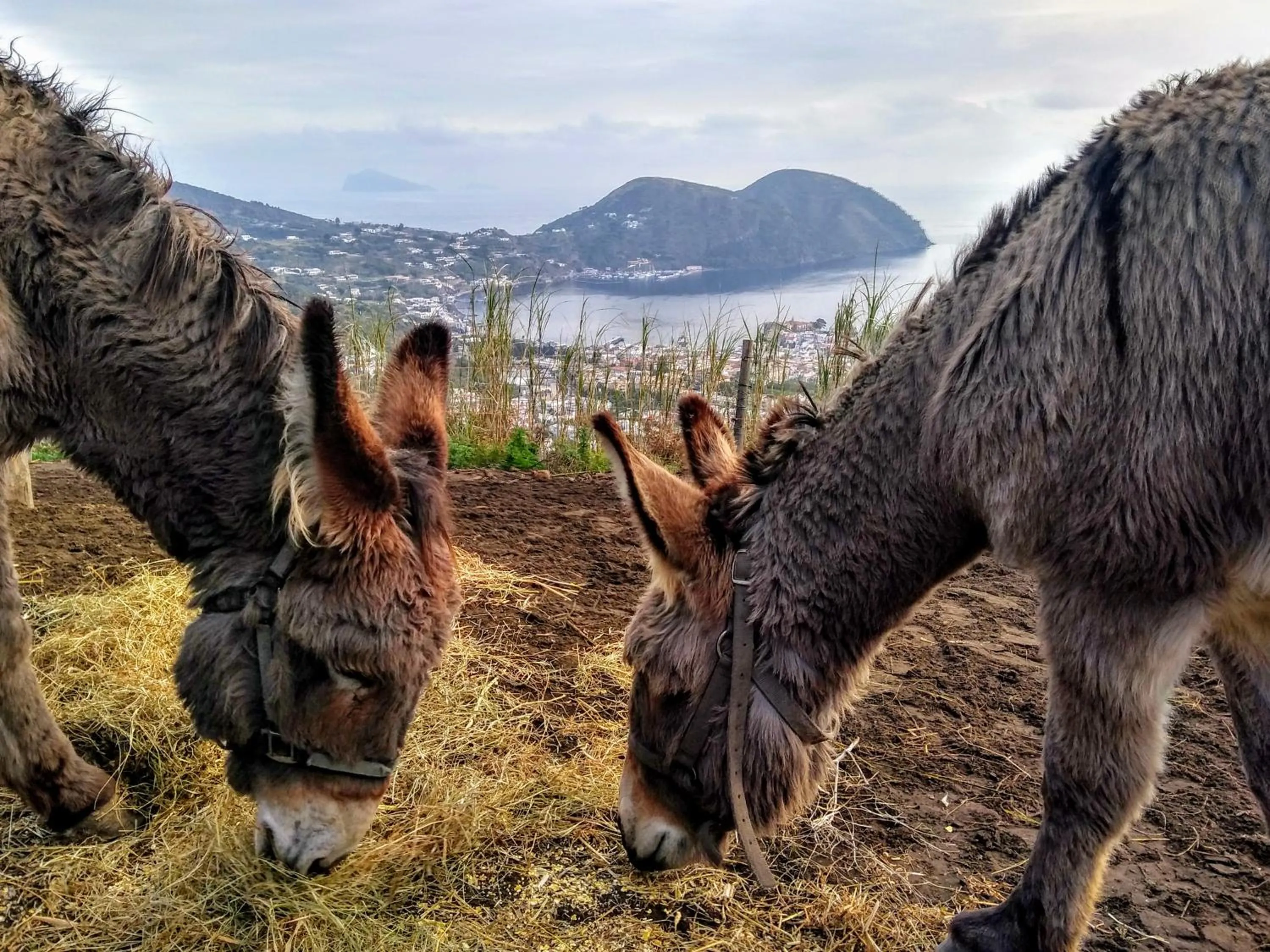 Horse-riding in al numero zero