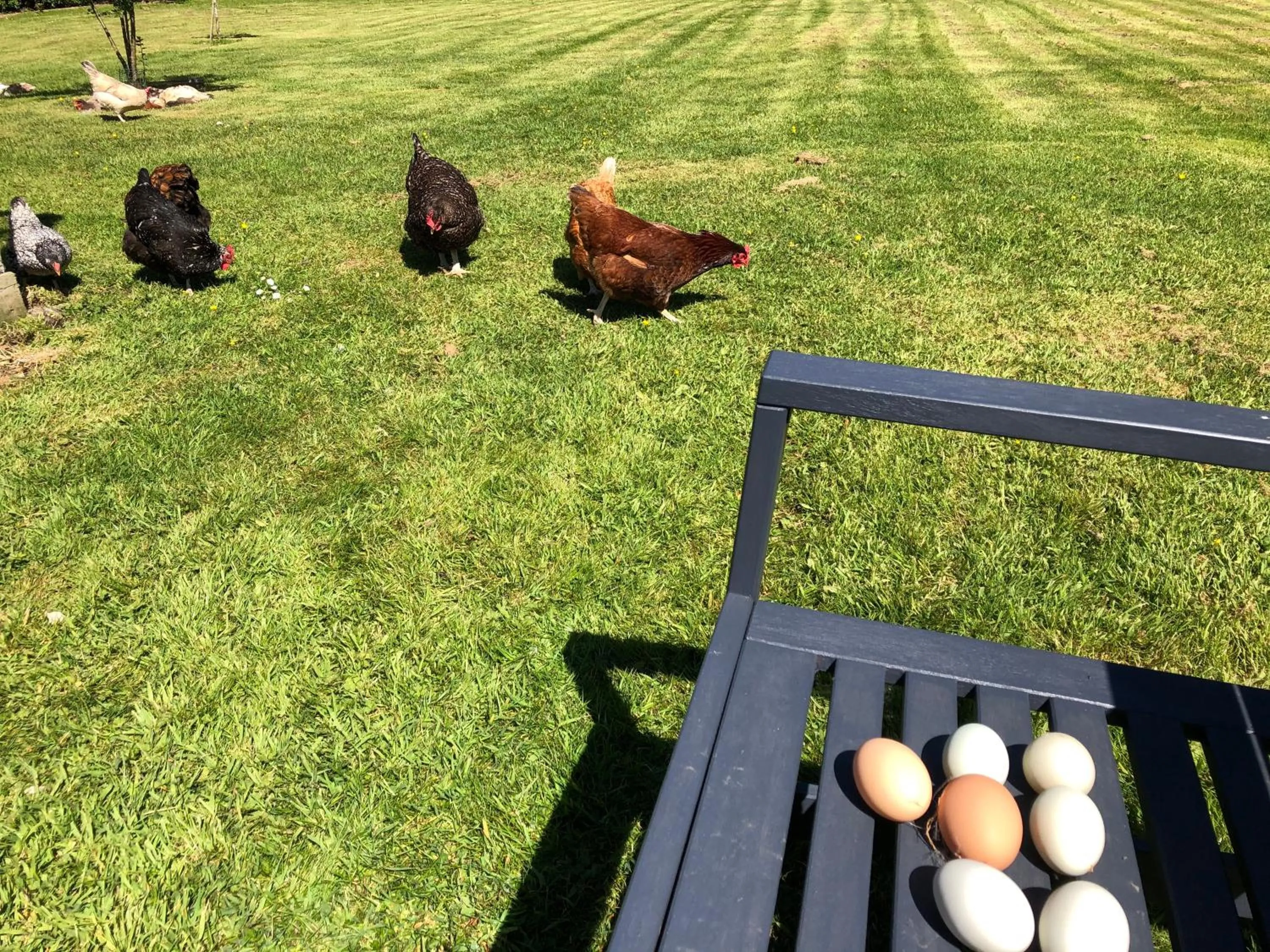 Animals in Red River Stables - Peaceful, beautiful grounds, swimming pool, central location for West Cornwall