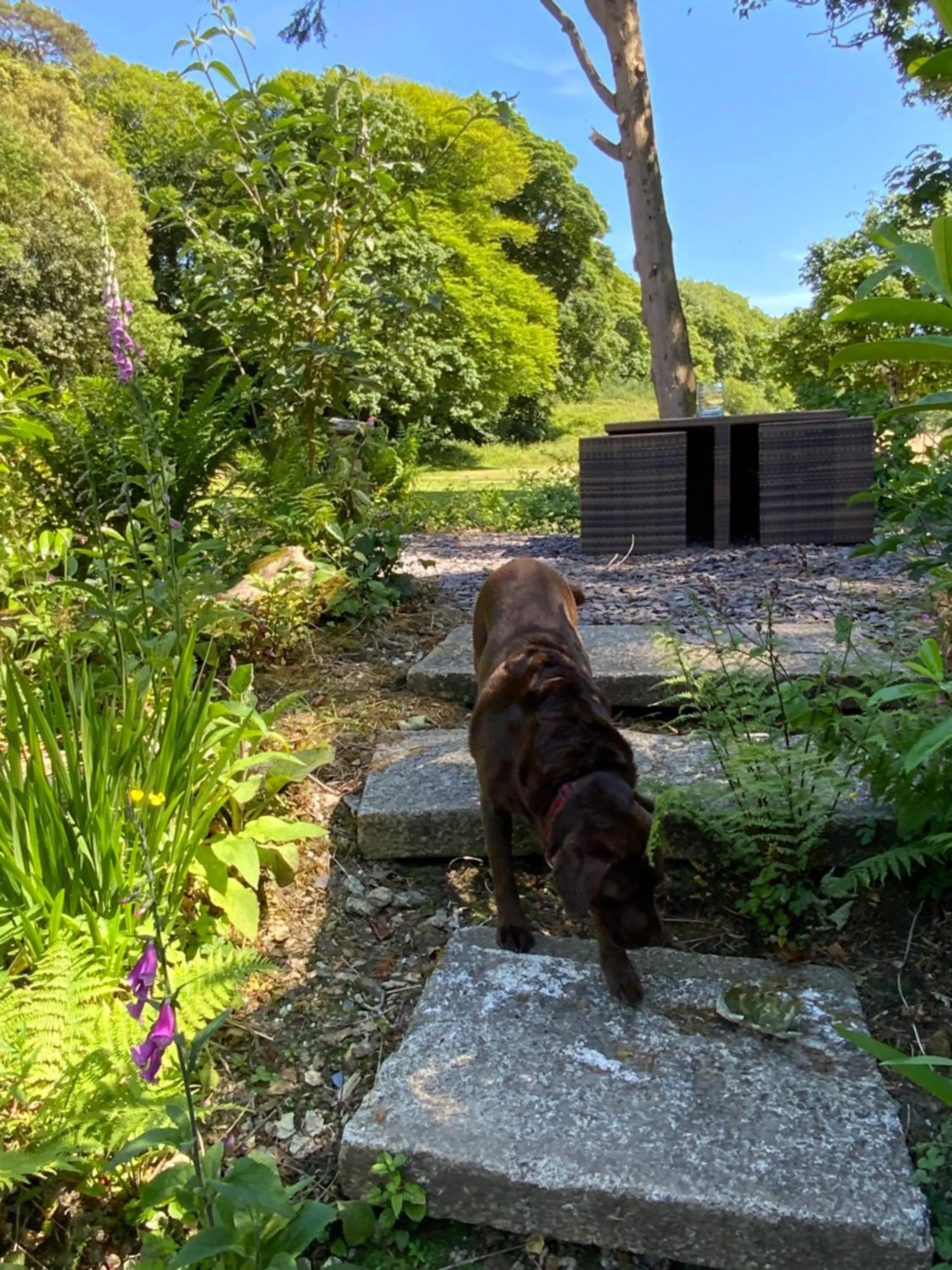 Pets in Red River Stables - Peaceful, beautiful grounds, swimming pool, central location for West Cornwall