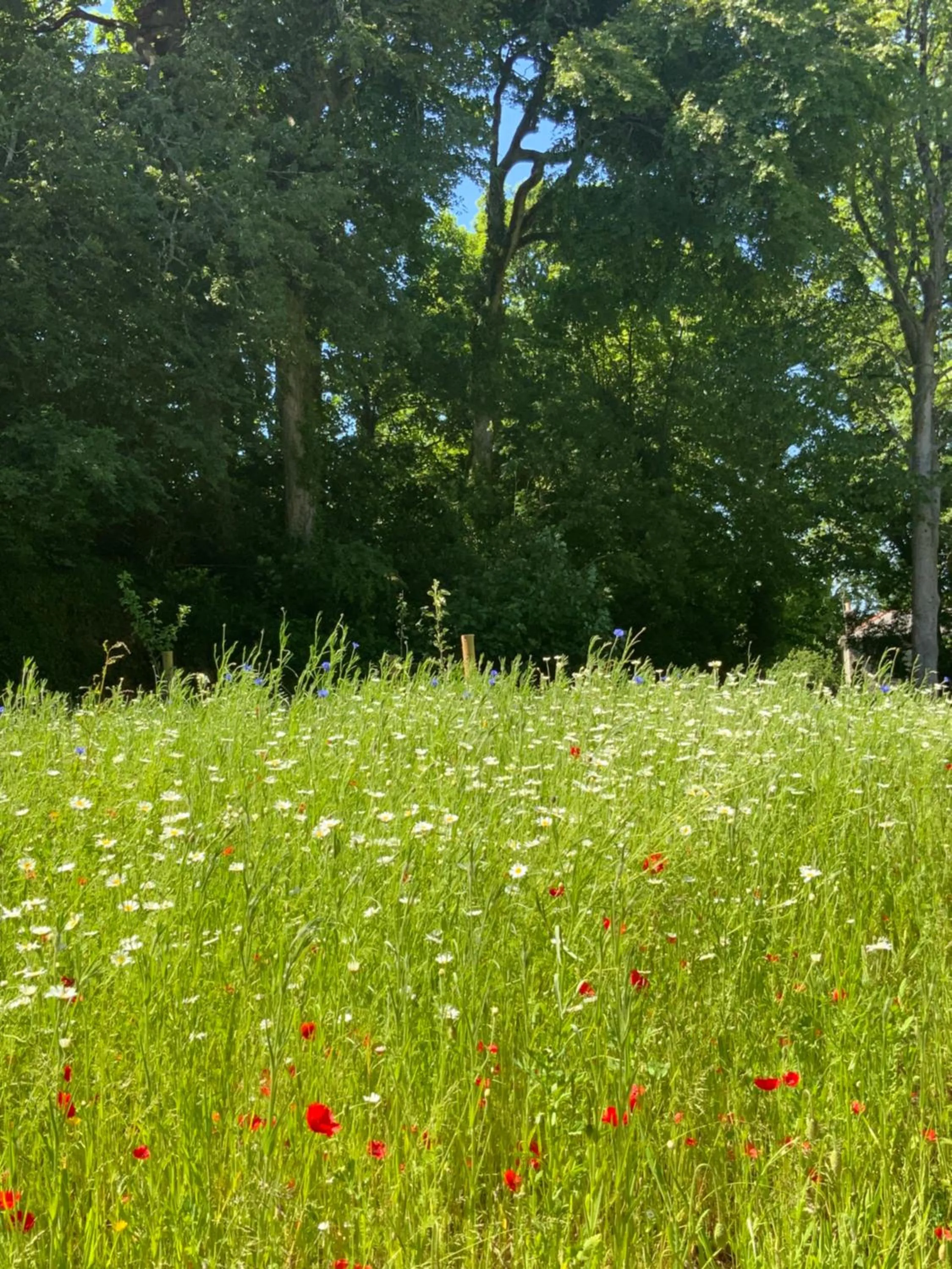 Garden in Red River Stables - Peaceful, beautiful grounds, swimming pool, central location for West Cornwall