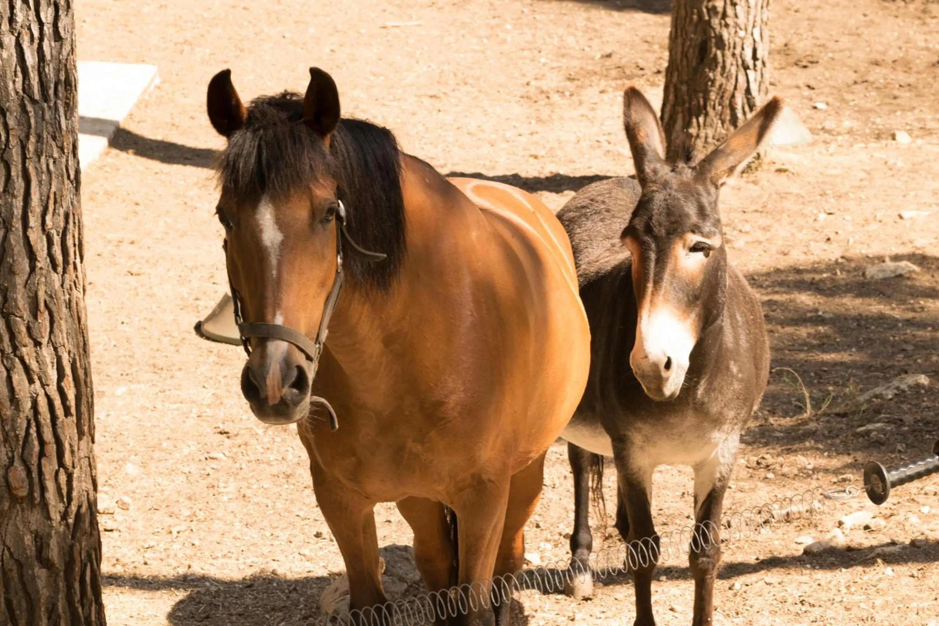 Animals in Villa Violette