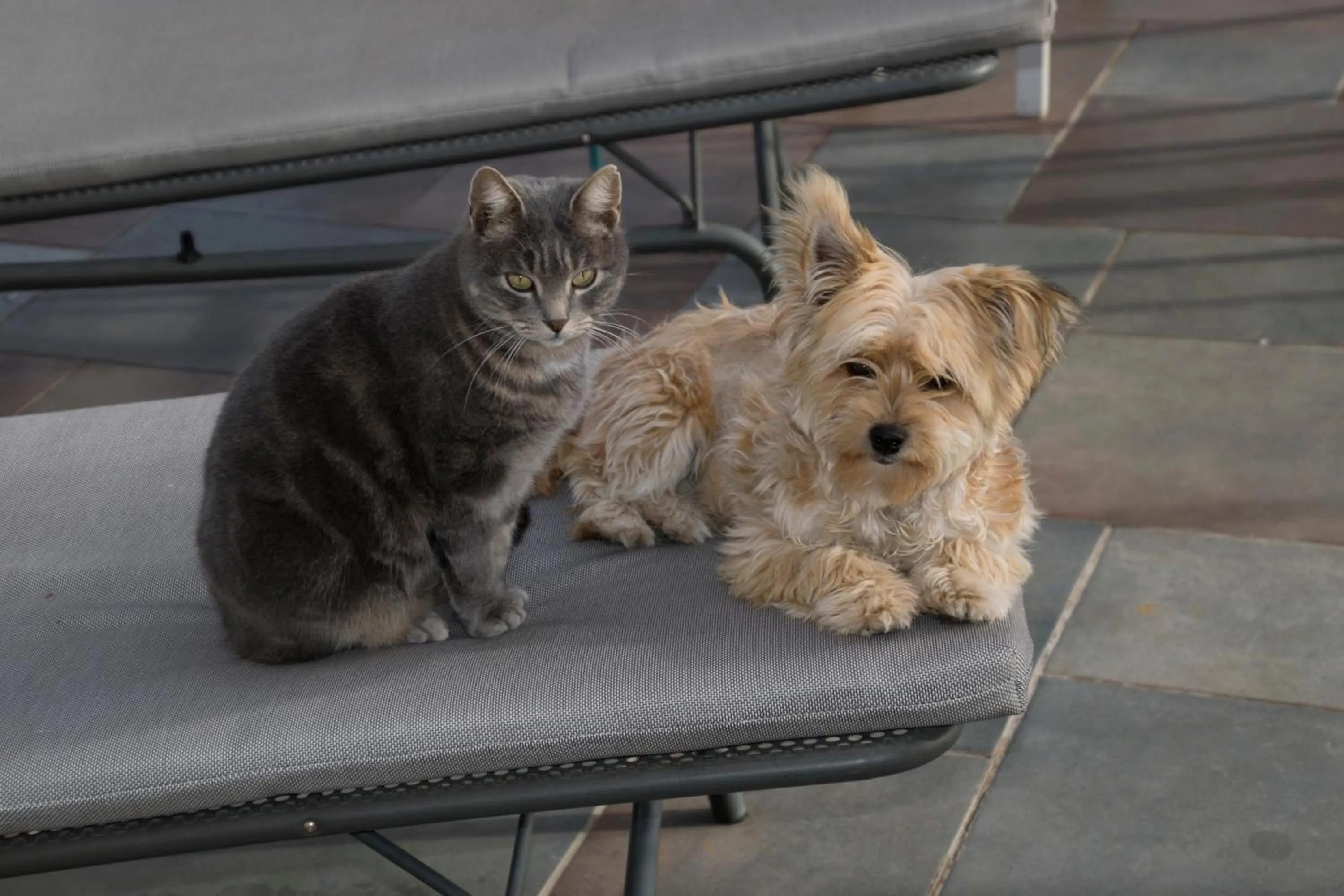 Pets in Villa Violette