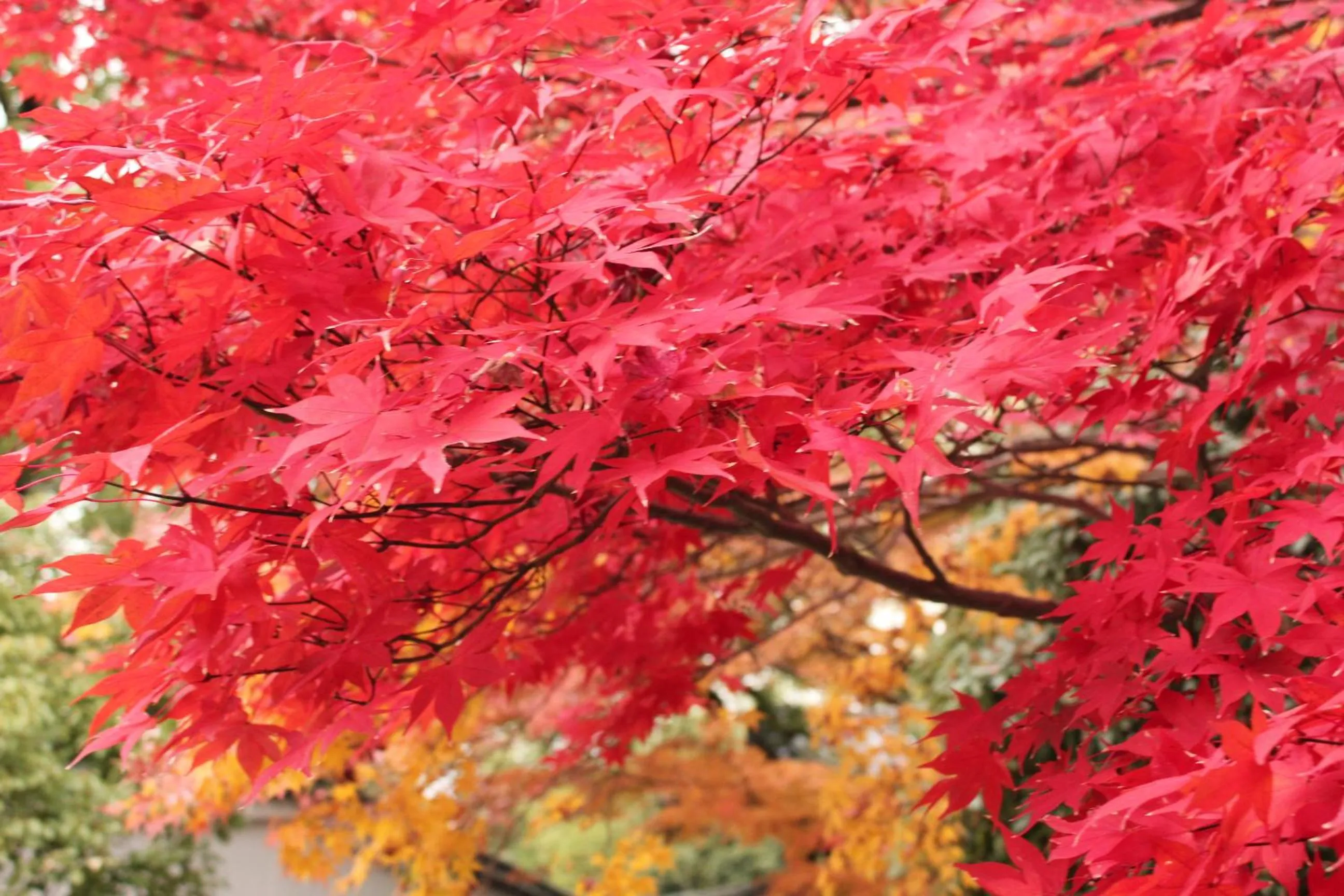 Spring in Hotel M's Est Shijo Karasuma