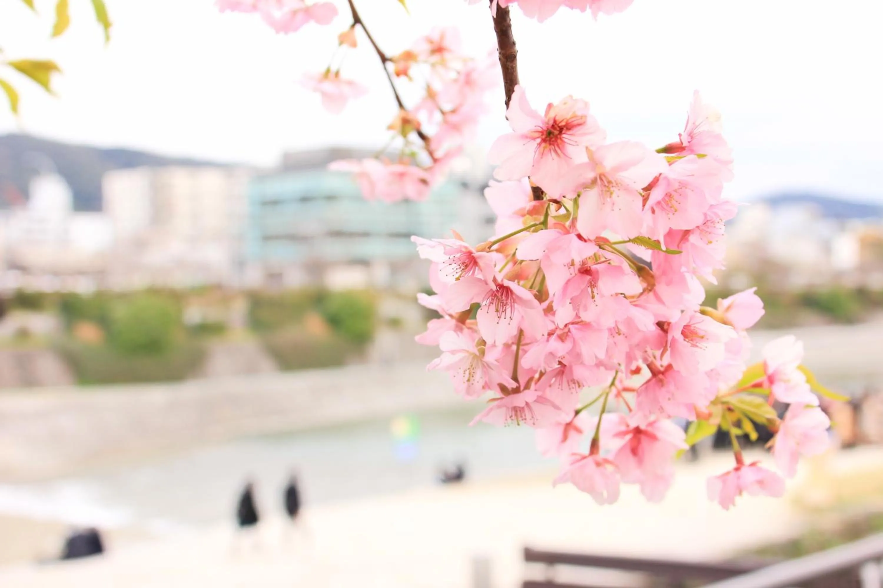 Spring in Hotel M's Est Shijo Karasuma