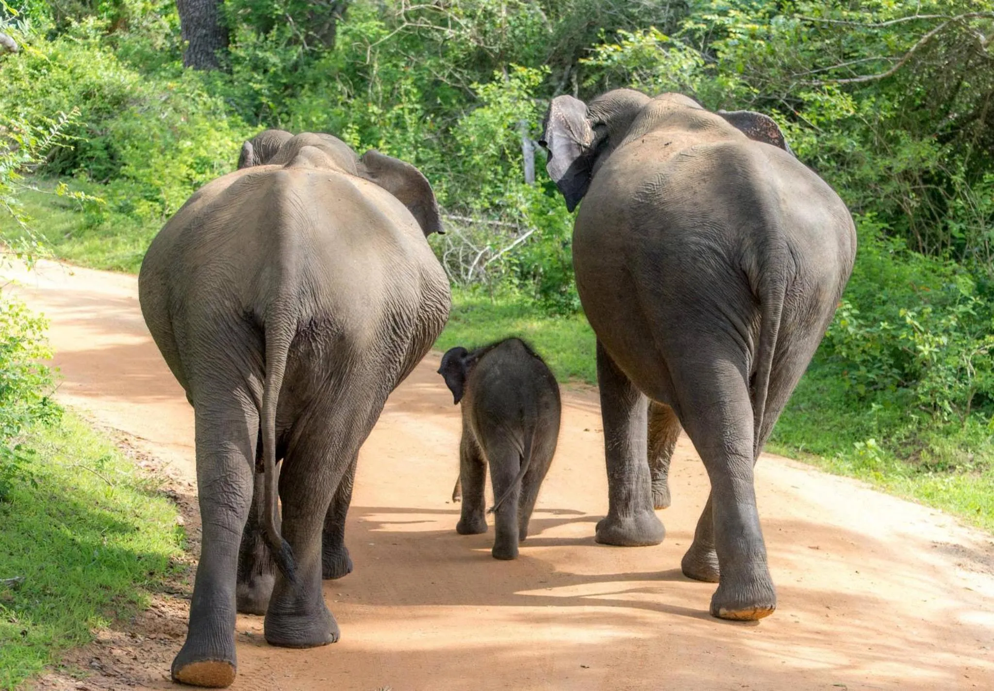 Animals in The Countryside Udawalawe