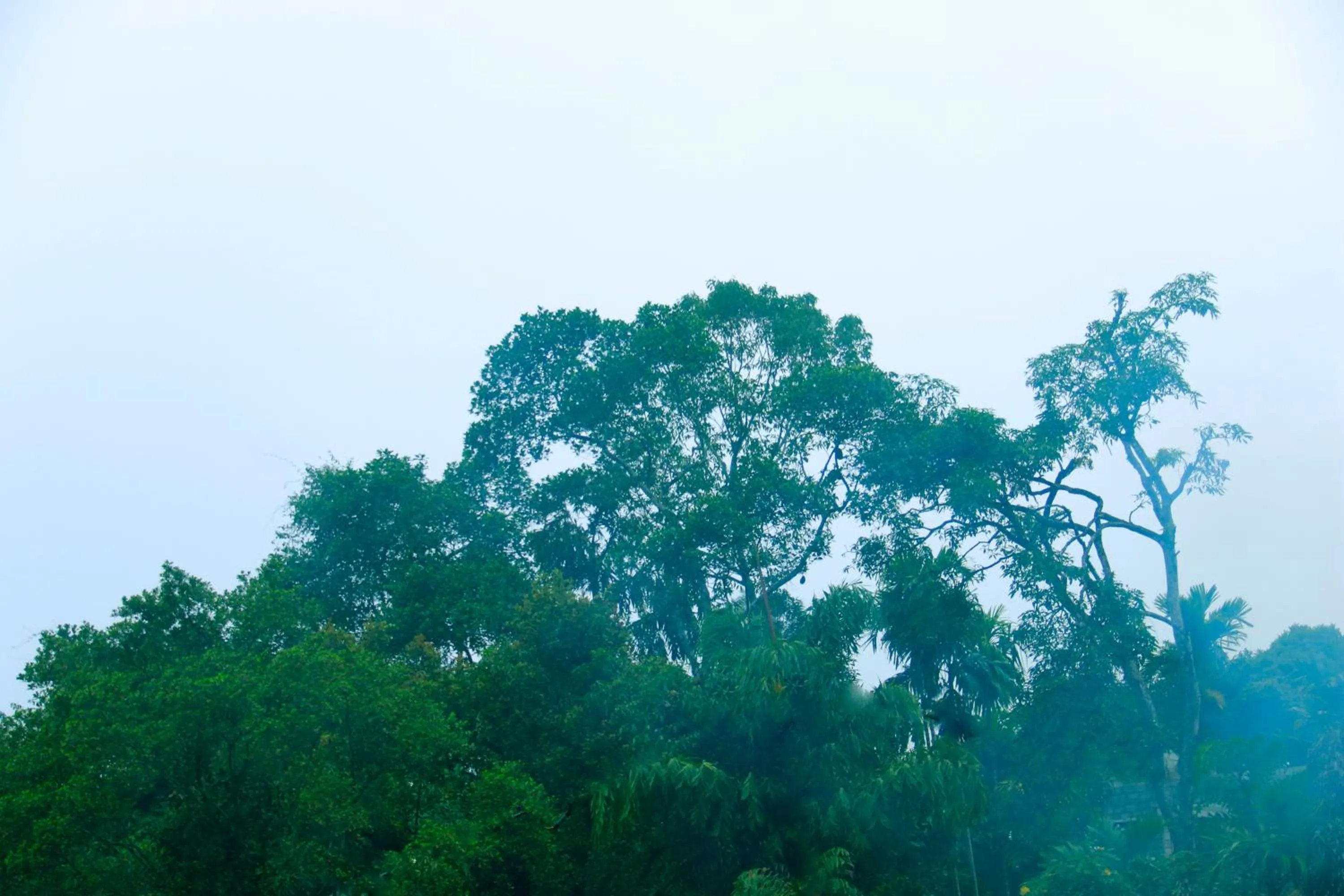 Other in Dinaro Guest