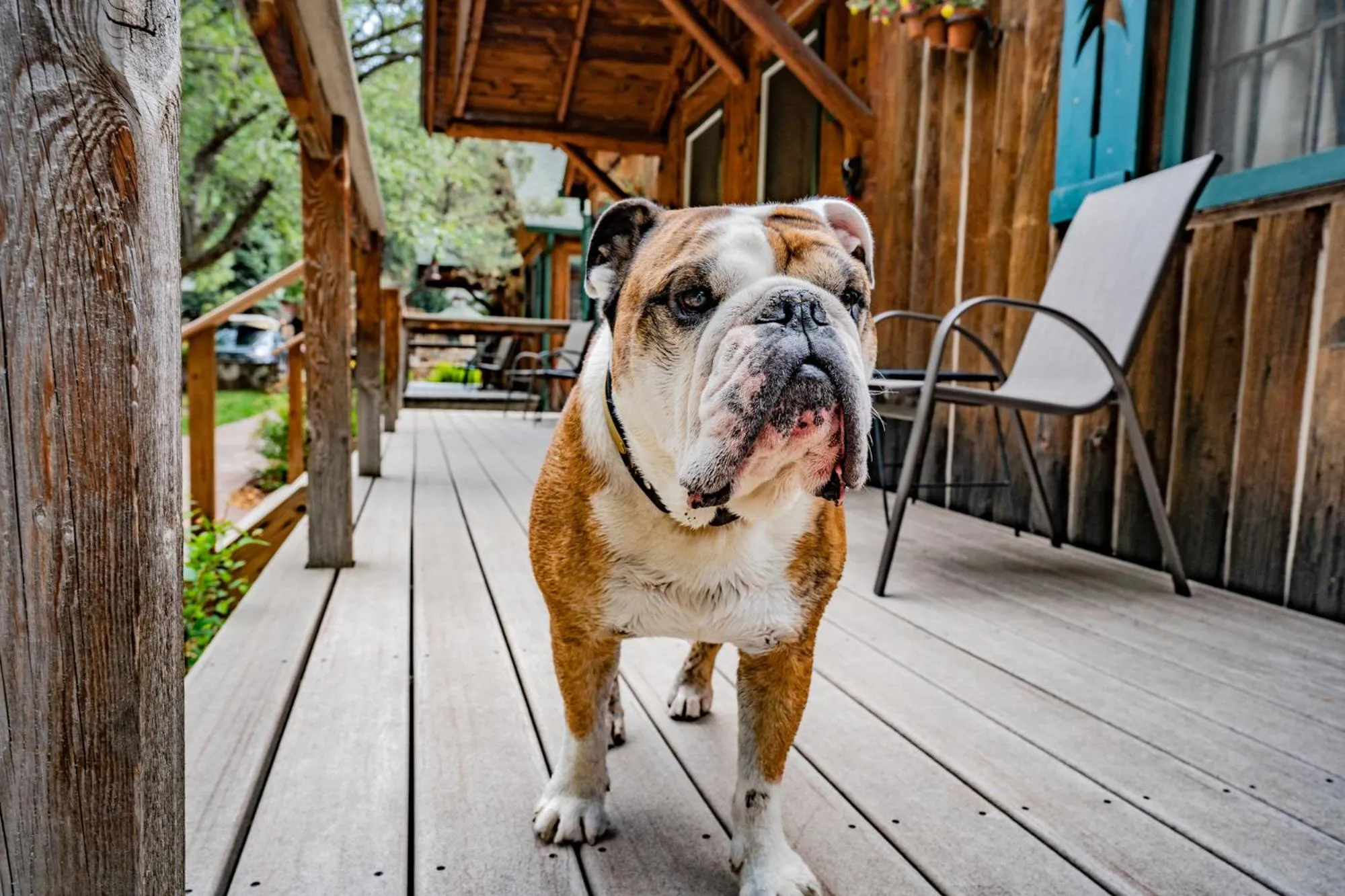 Pets in Colorado Bear Creek Cabins