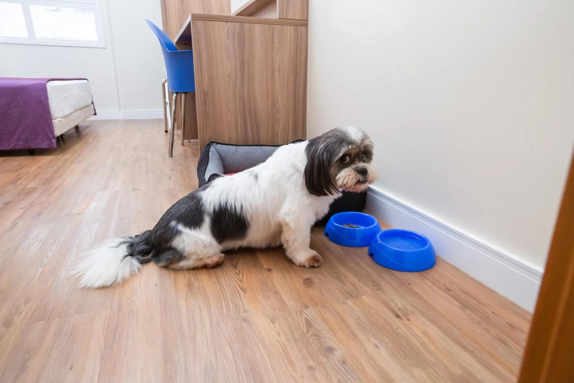 Pets in Go Inn Cambuí Campinas