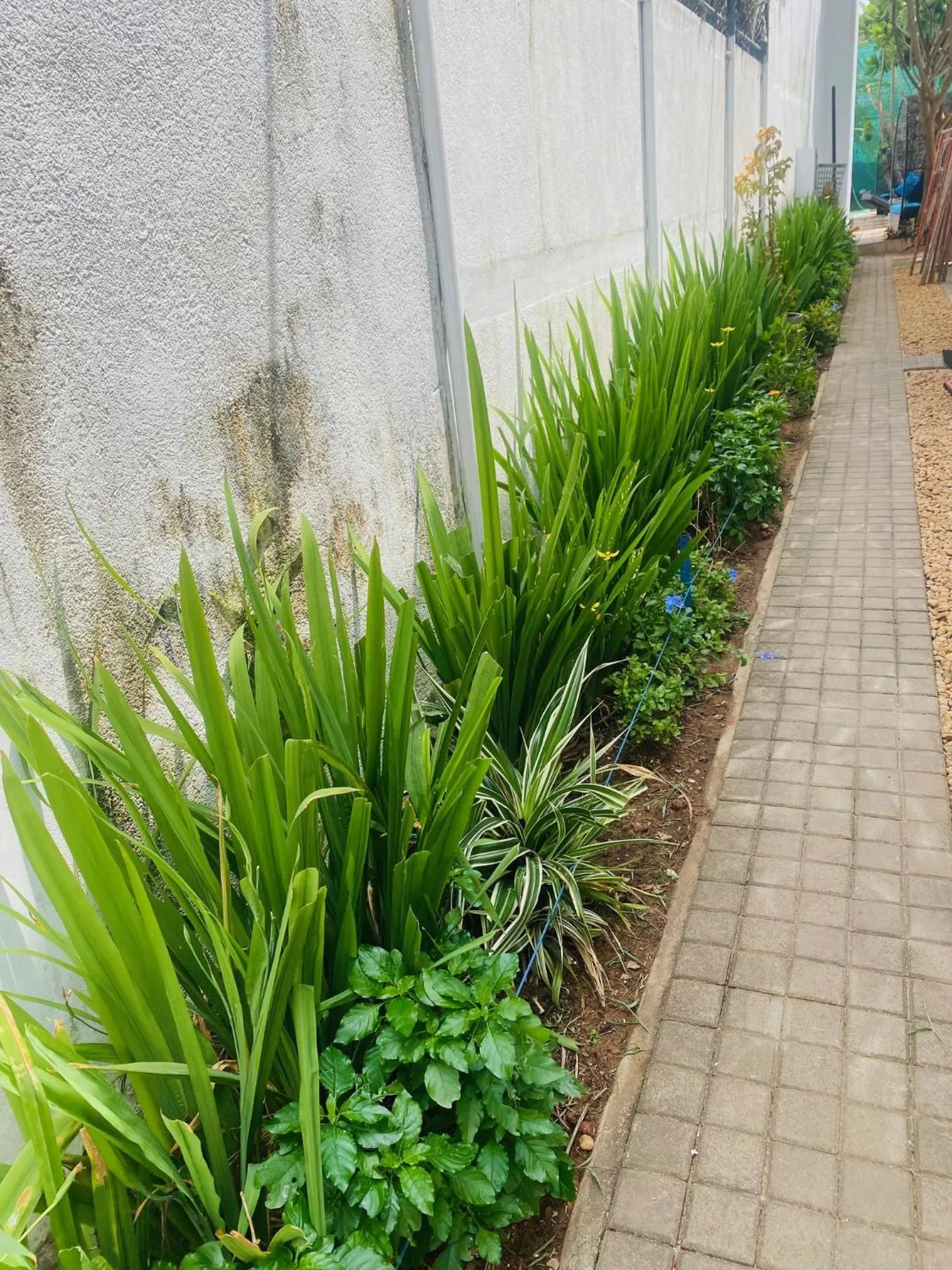 Garden view in Hotel Cloud 9 Negombo