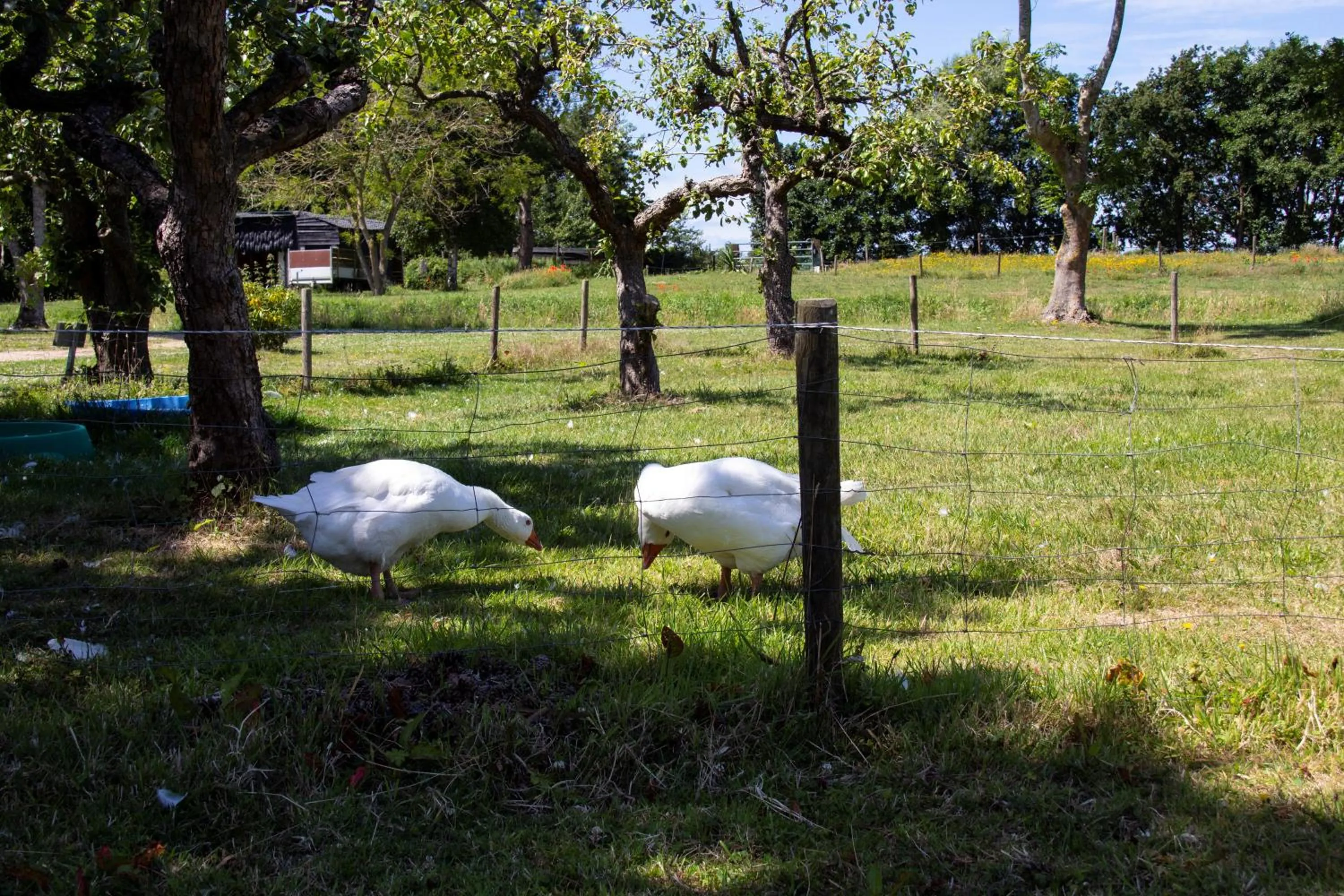 Little Creek - Lodges in het natuurgebied